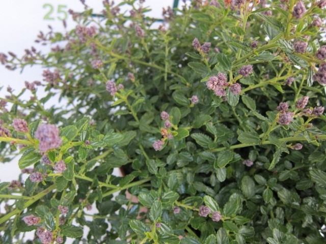 Ceanothus thyrsiflorus var. repens 10L 25/35