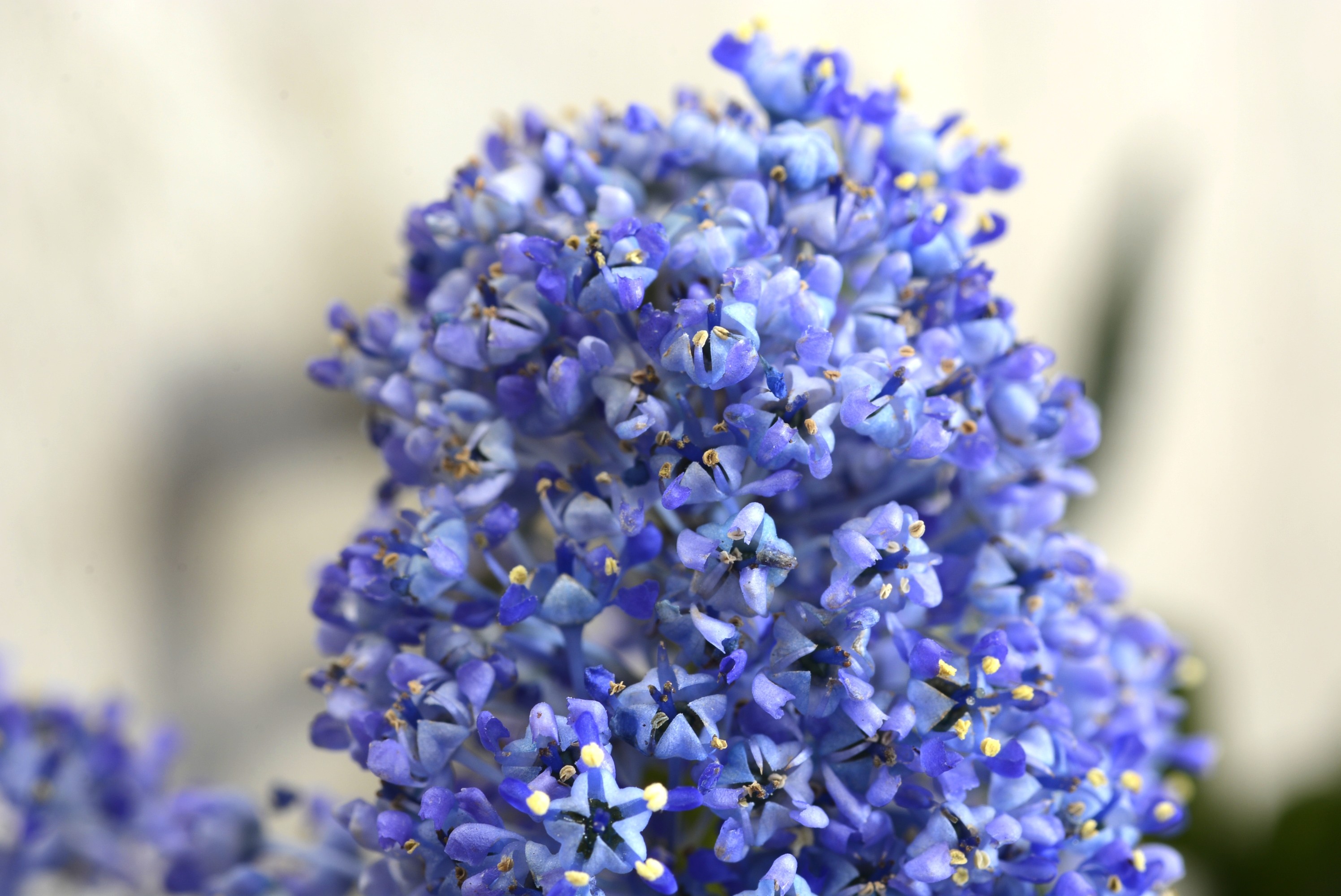 Ceanothus thyrsiflorus var. repens 2L Azul