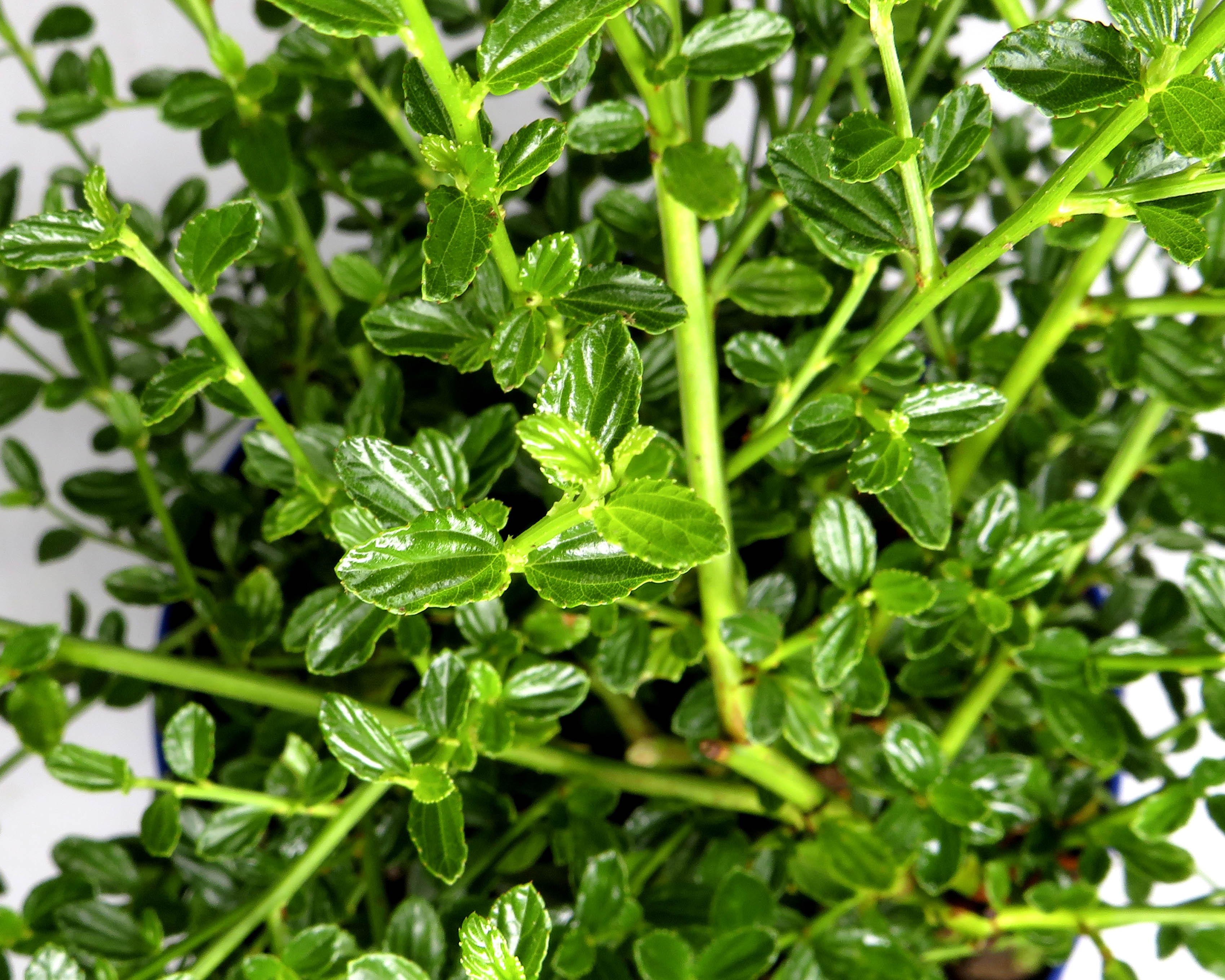 Ceanothus "Snow Flurry" 2L 20/30