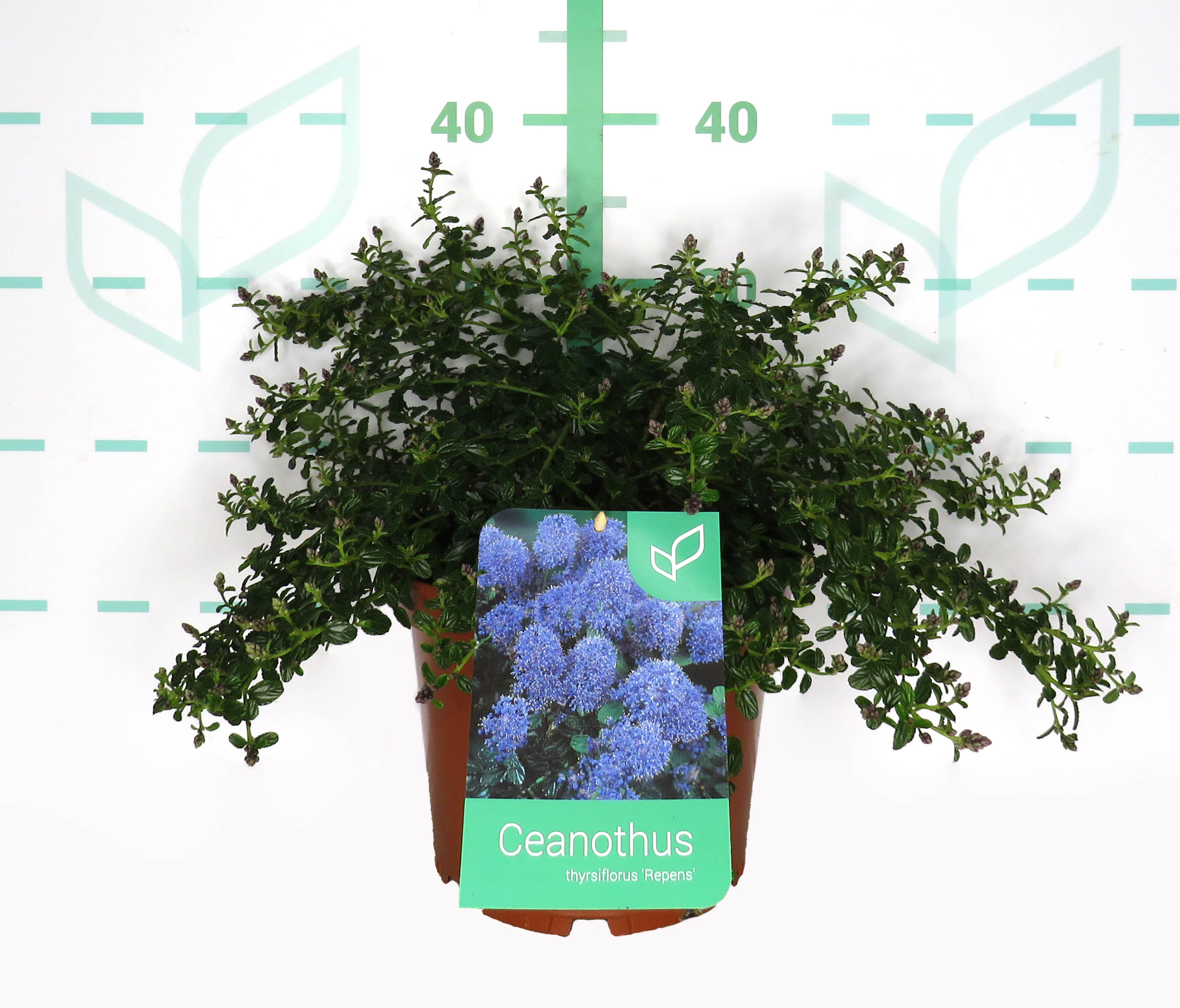 Ceanothus thyrsiflorus var. repens 5L 25/35 DP 30/40