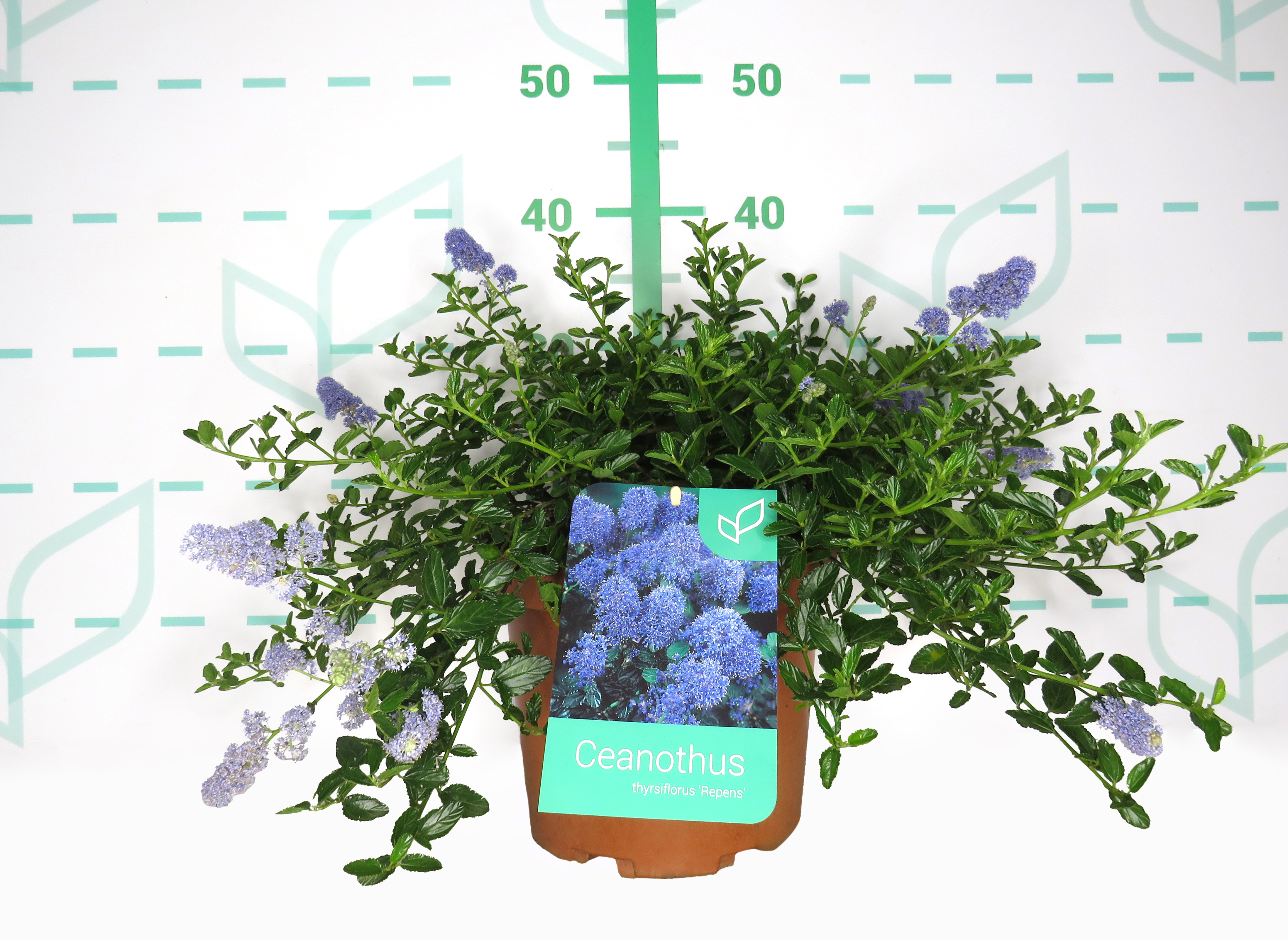 Ceanothus thyrsiflorus var. repens 5L 25/35 DP 30/40