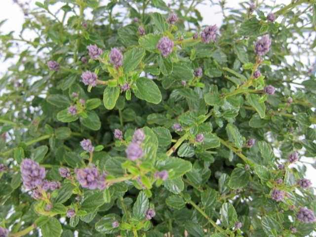 Ceanothus thyrsiflorus var. repens 2.5L 15/25