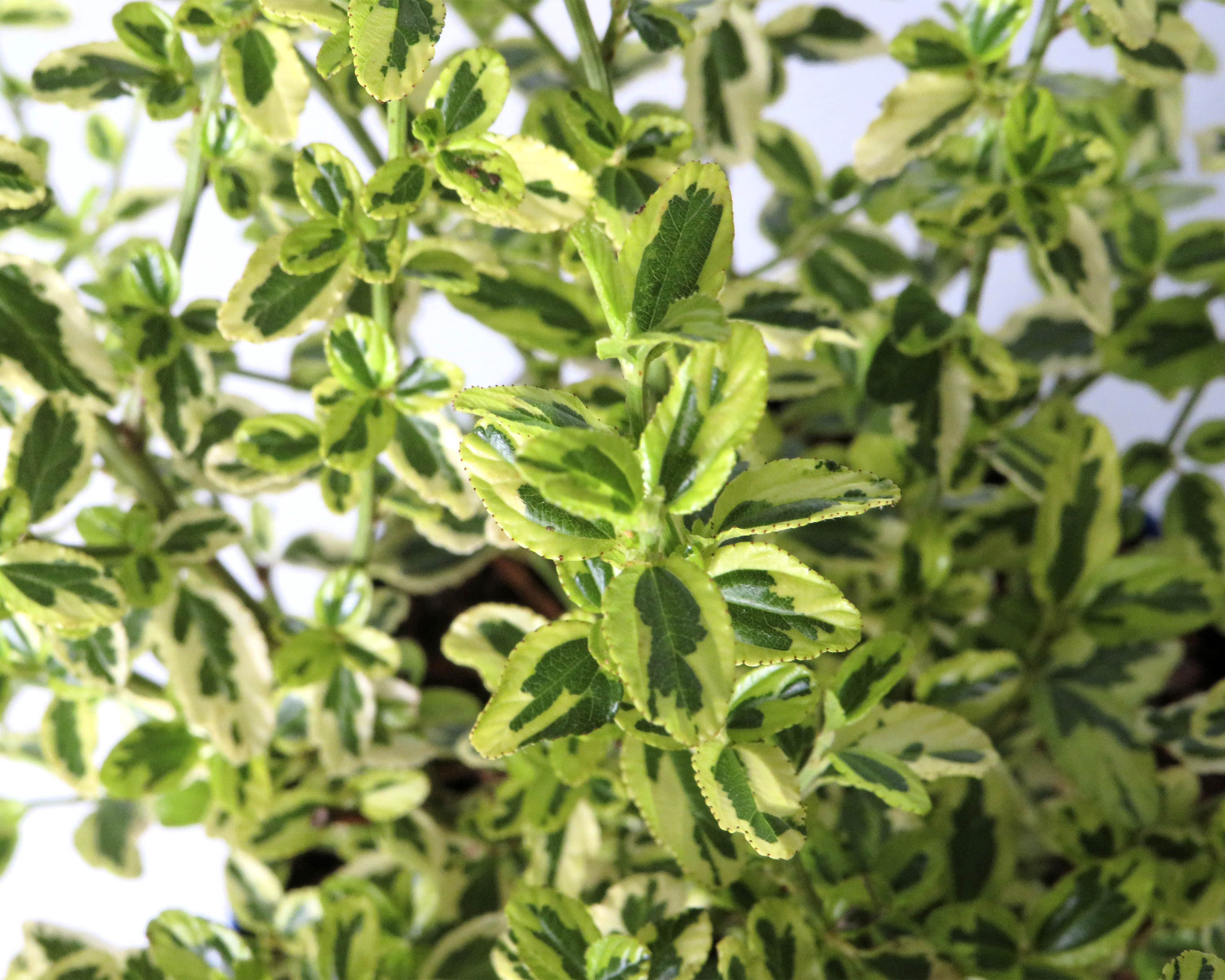 Ceanothus "Variegata" 2L Azul 20/30