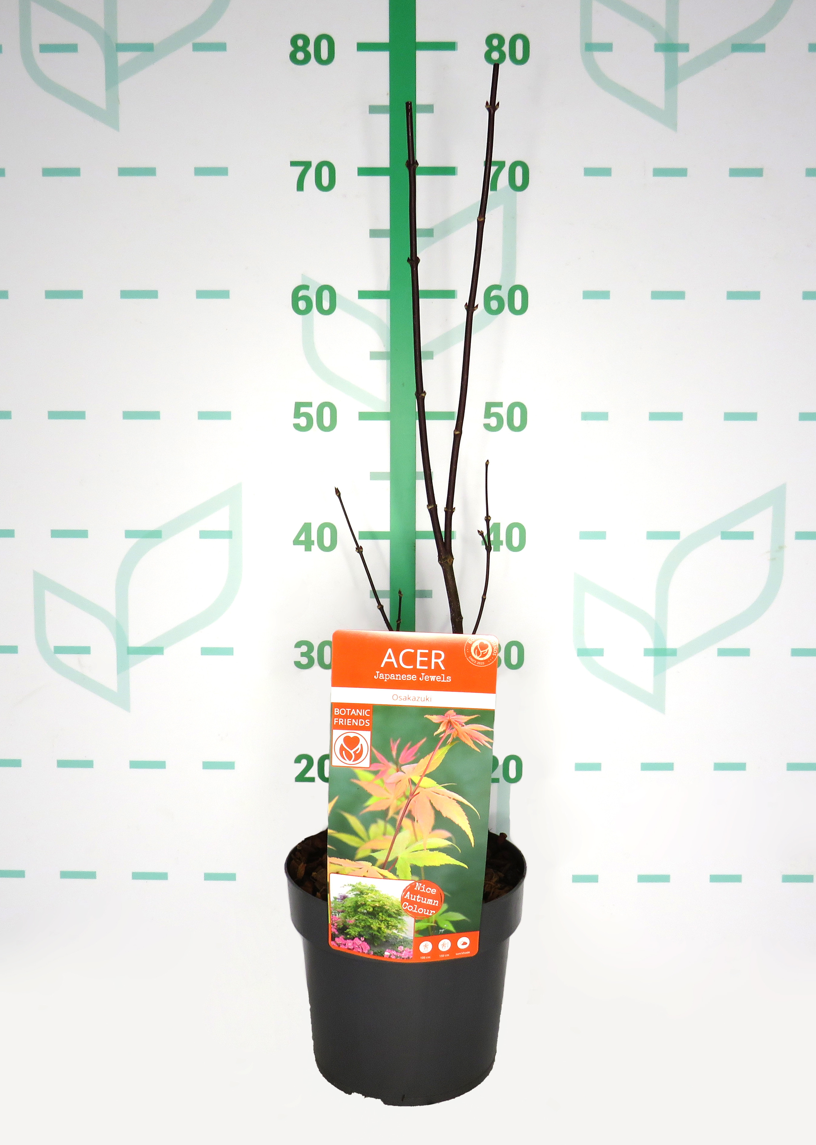 Acer palmatum "Osakazuki" 3L 40/50