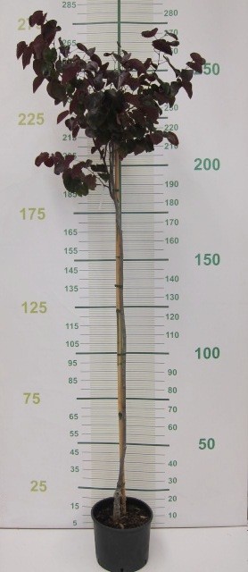 Cercis canadensis "Merlot" 15L 150/200 Injerto (Hoja púrpura)
