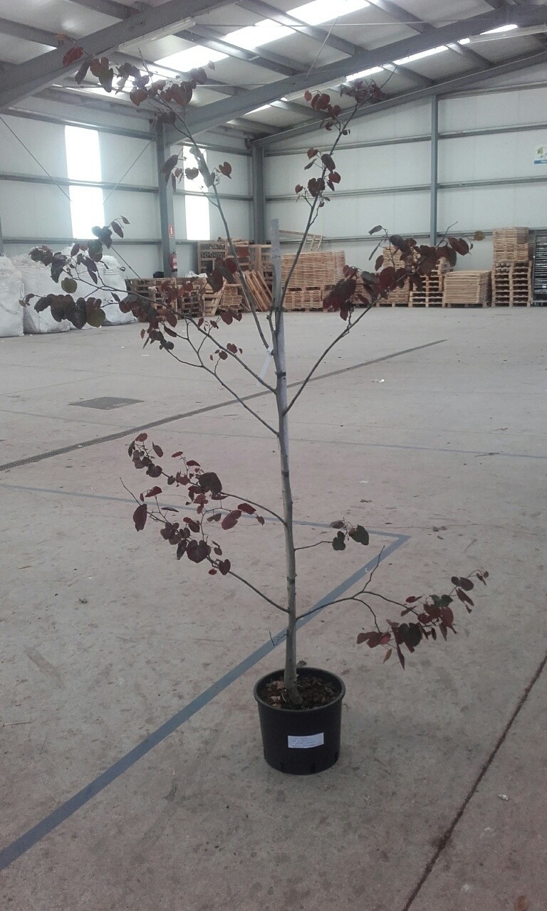 Cercis canadensis "Merlot" 10L 160/180