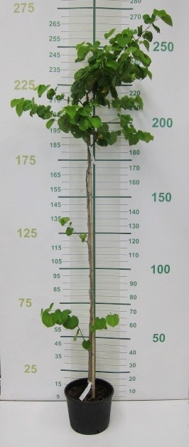 Cercis canadensis 10L 160/180