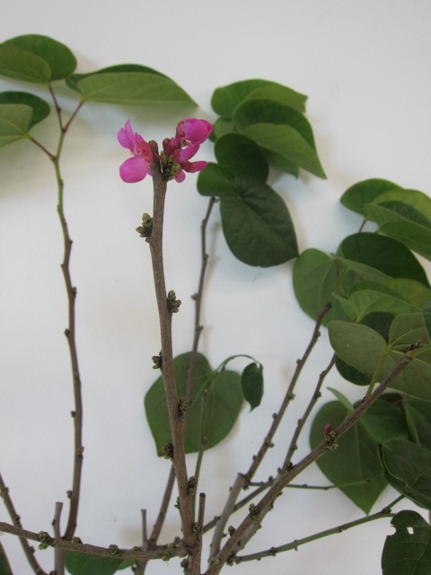 Cercis chinensis 10L 175/200