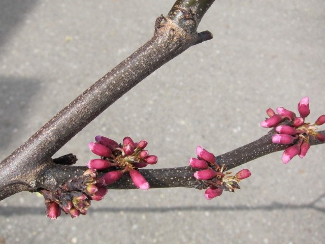 Cercis siliquastrum 10L 150/190 Ø4-6