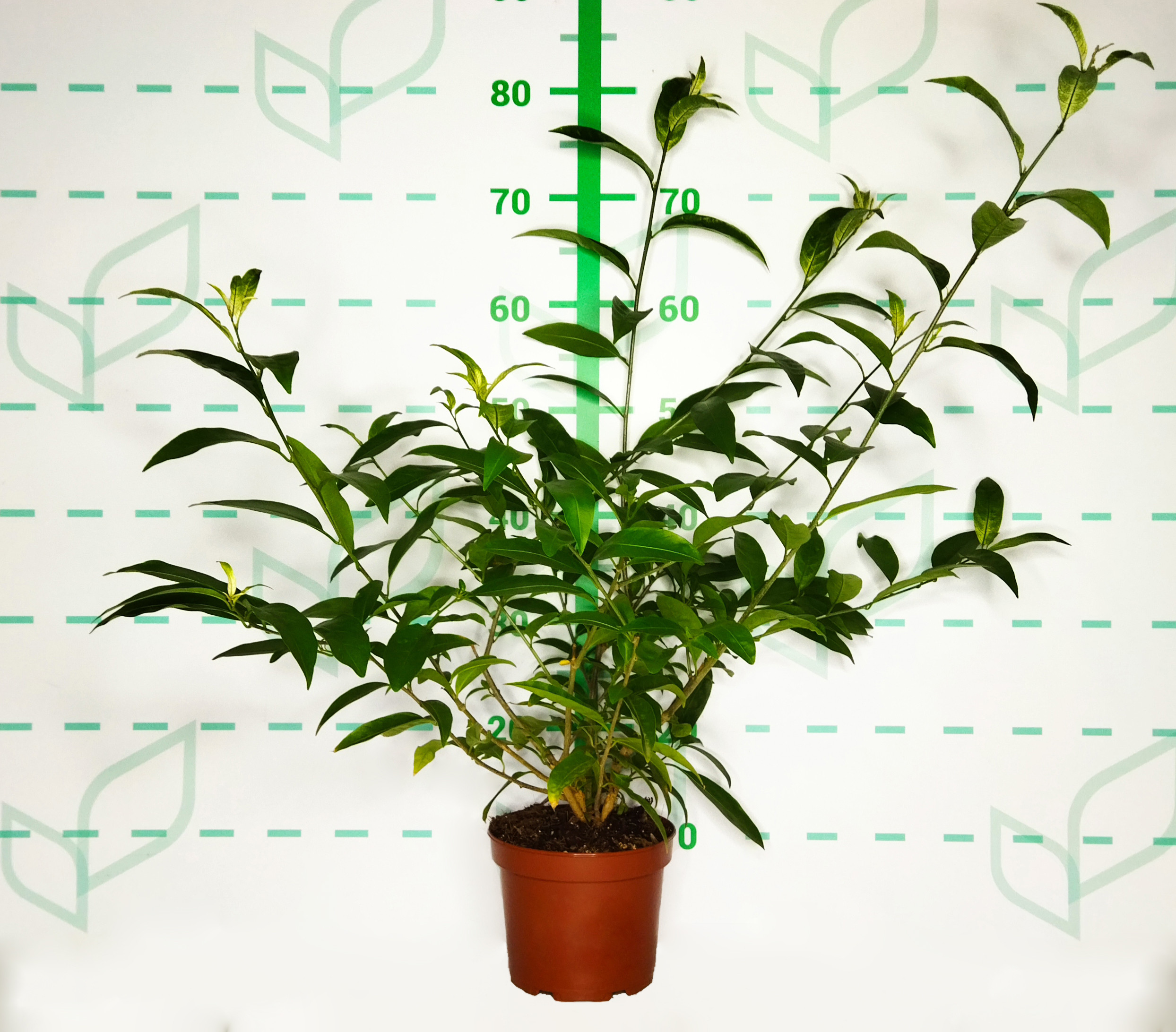 Cestrum nocturnum 2L 30/40