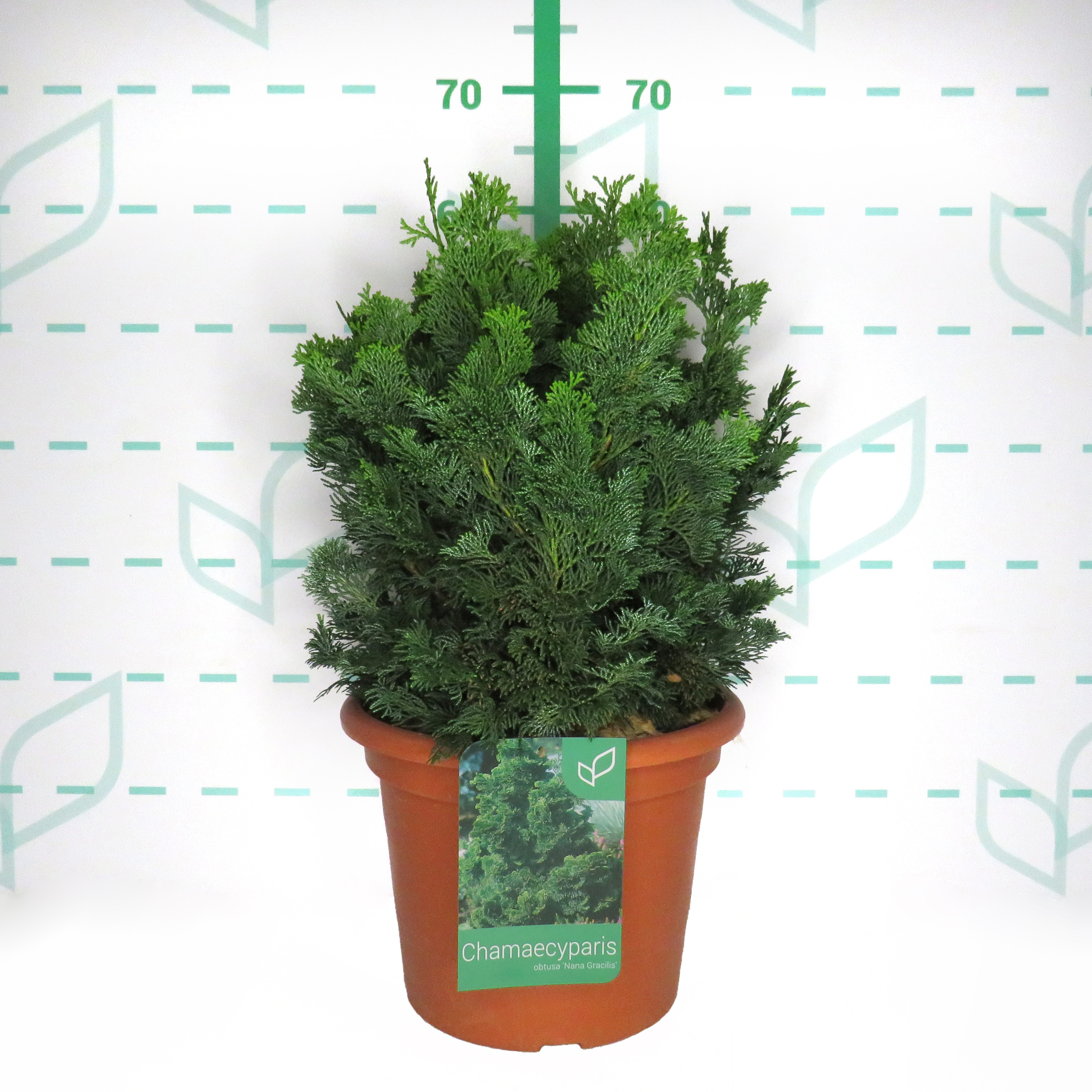 Chamaecyparis obtusa "Nana Gracilis" 10L Deco 35/40