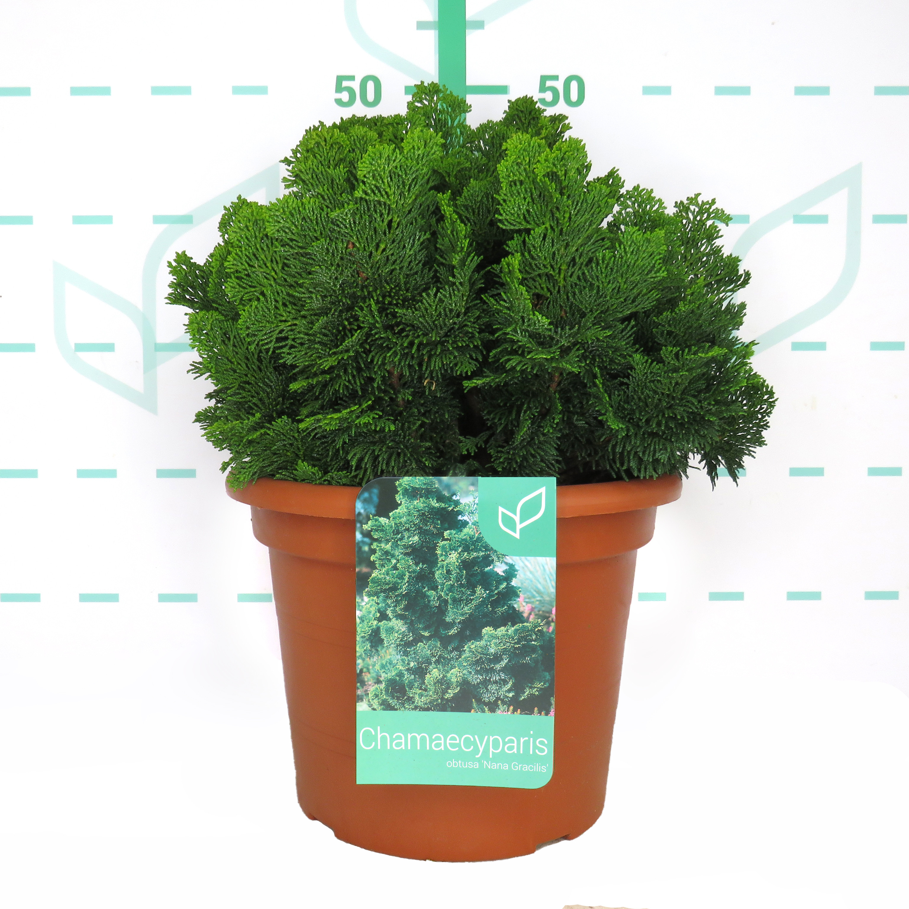 Chamaecyparis obtusa "Nana Gracilis" 10L Deco 35/40