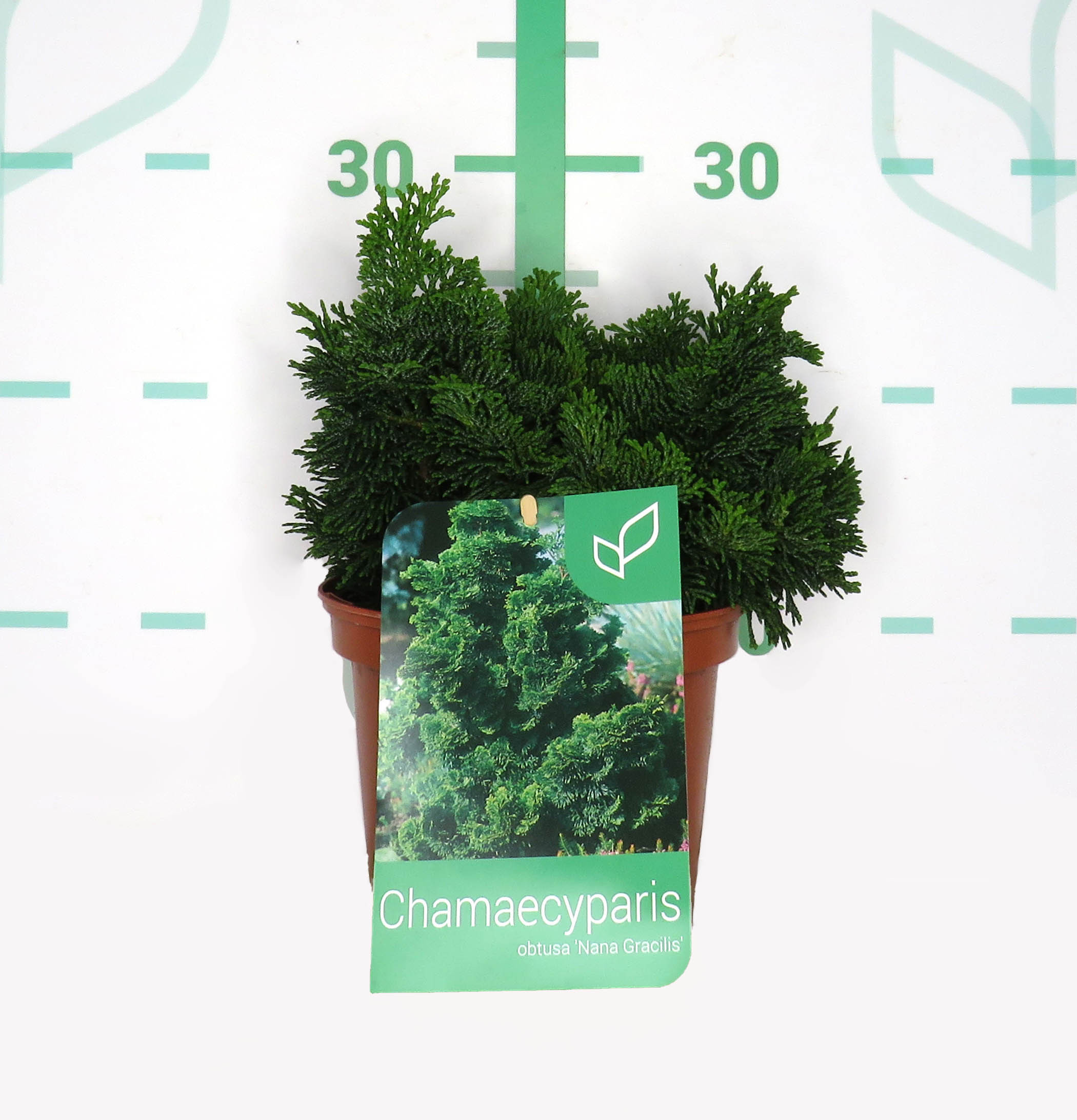 Chamaecyparis pisifera "Teddy Bear" 2L 25/30