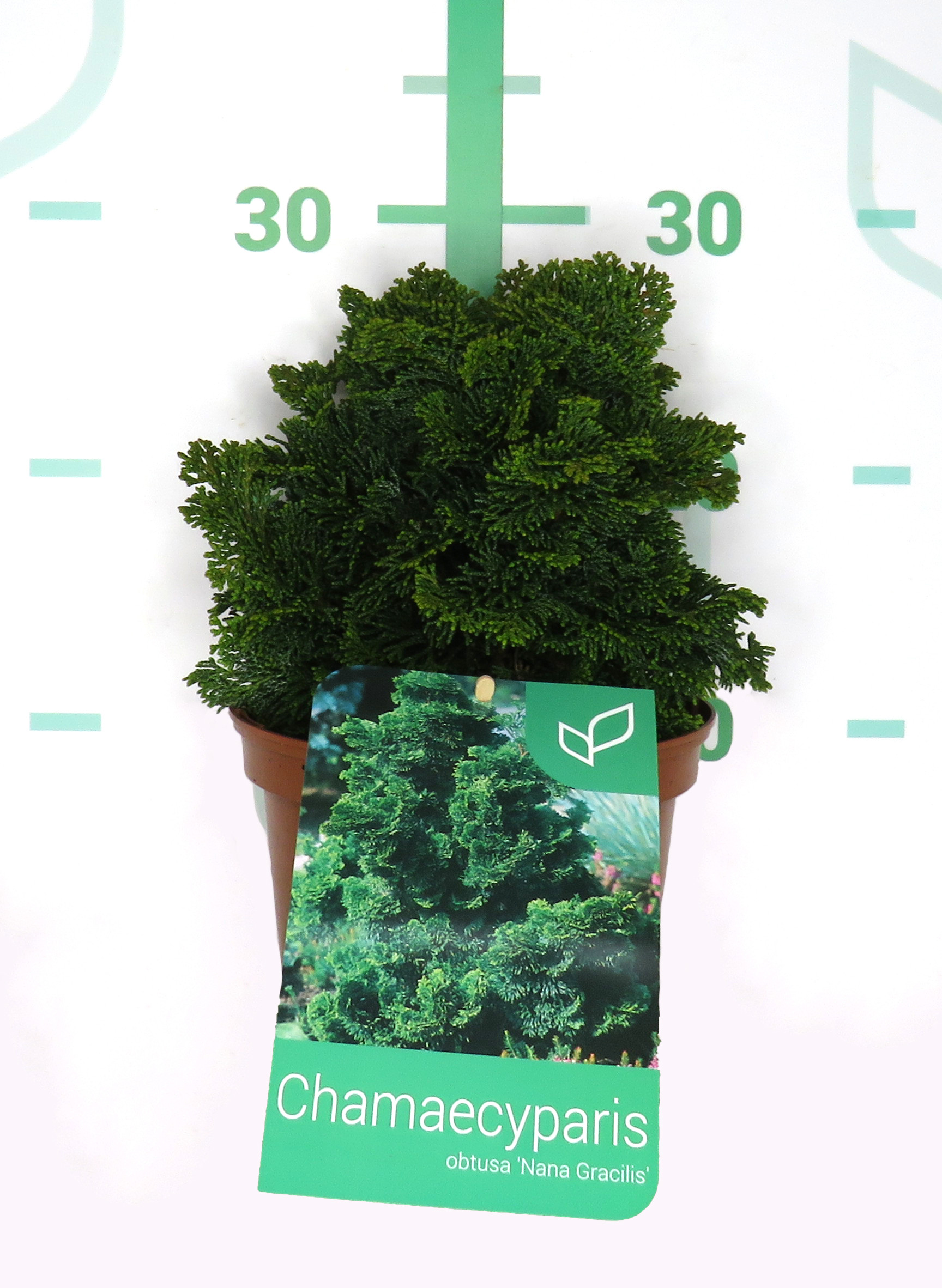 Chamaecyparis obtusa "Nana Gracilis" 2L 10/15