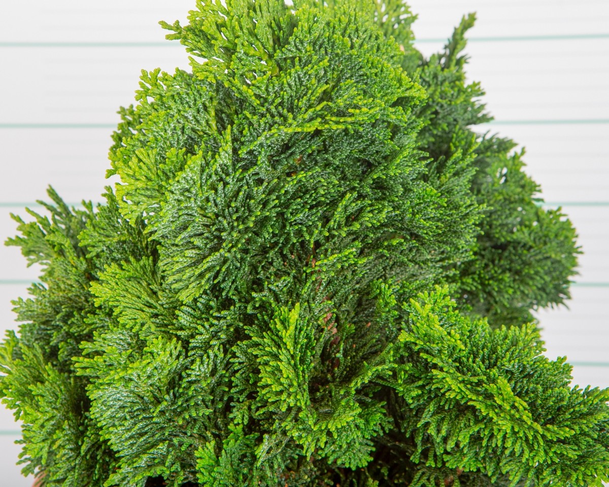 Chamaecyparis obtusa "Nana Gracilis" 10L Deco 35/40