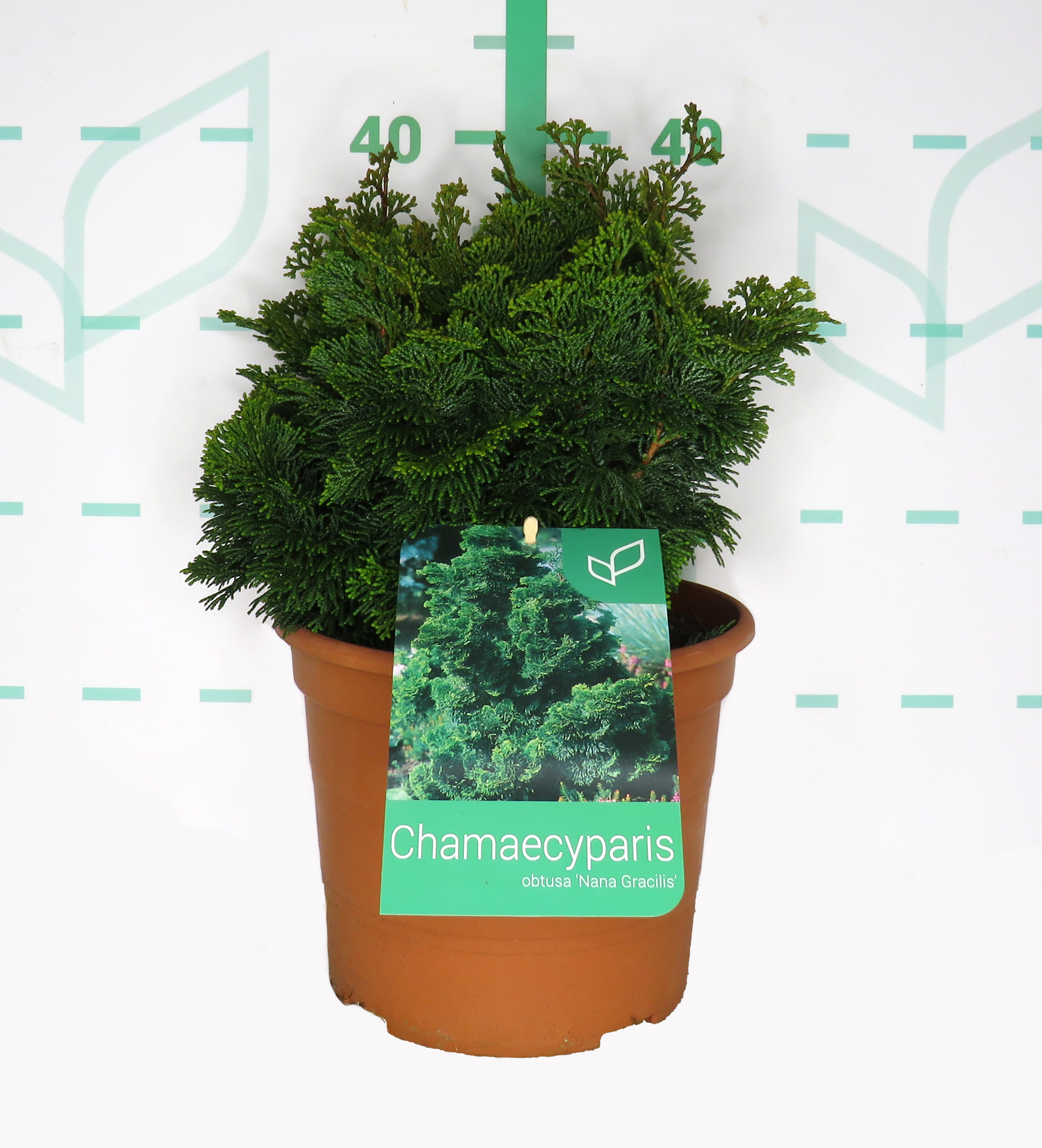 Chamaecyparis obtusa "Nana Gracilis" 5L Deco 20/25