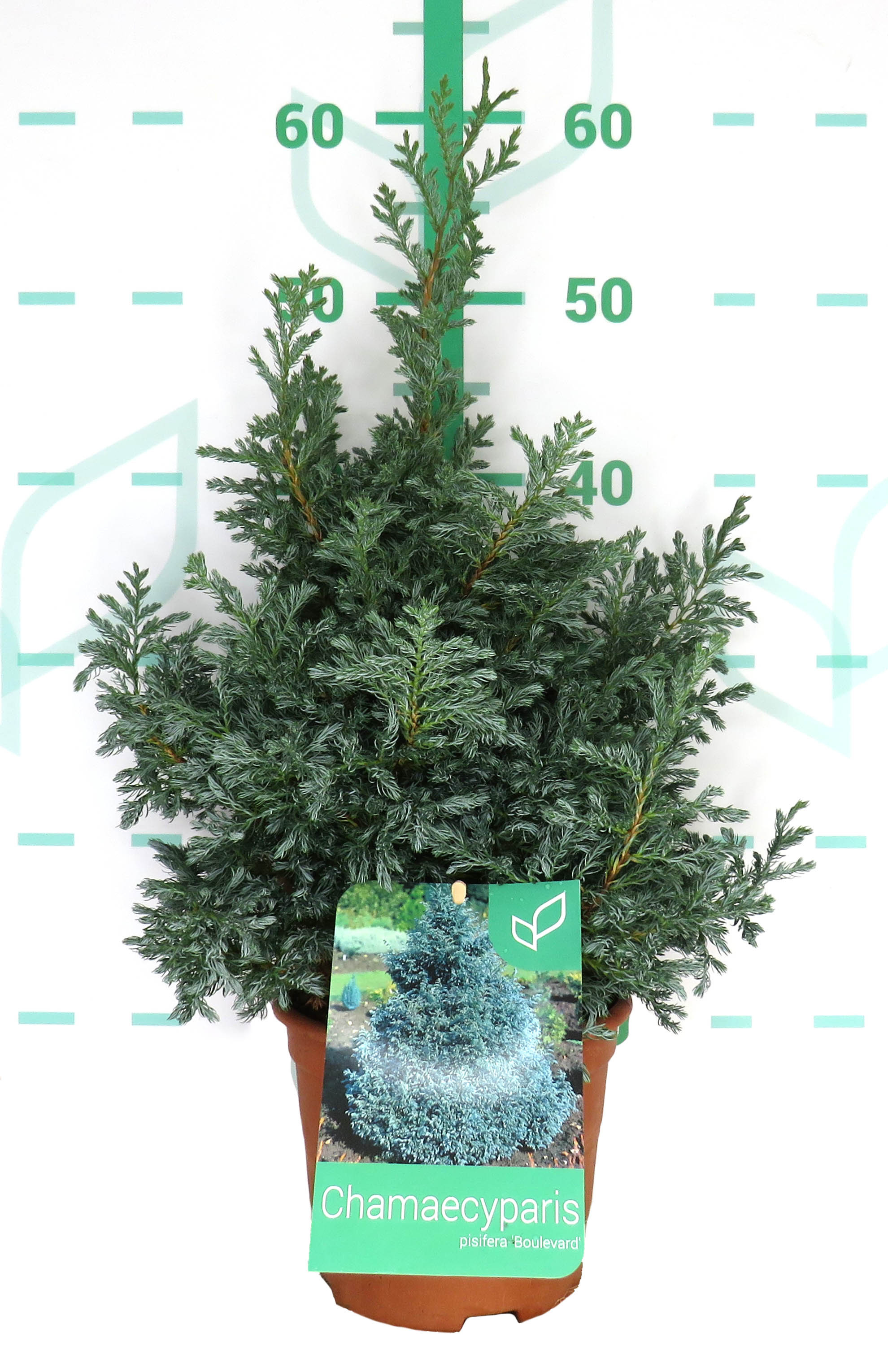 Chamaecyparis pisifera "Boulevard" 2.5L Deco 15/20