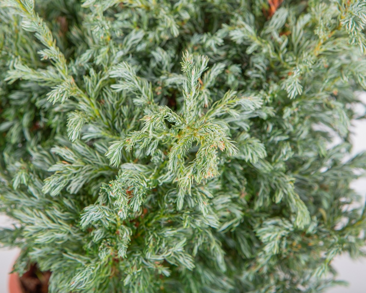 Chamaecyparis pisifera "Boulevard" 10L Deco 50/60 DP 40/50