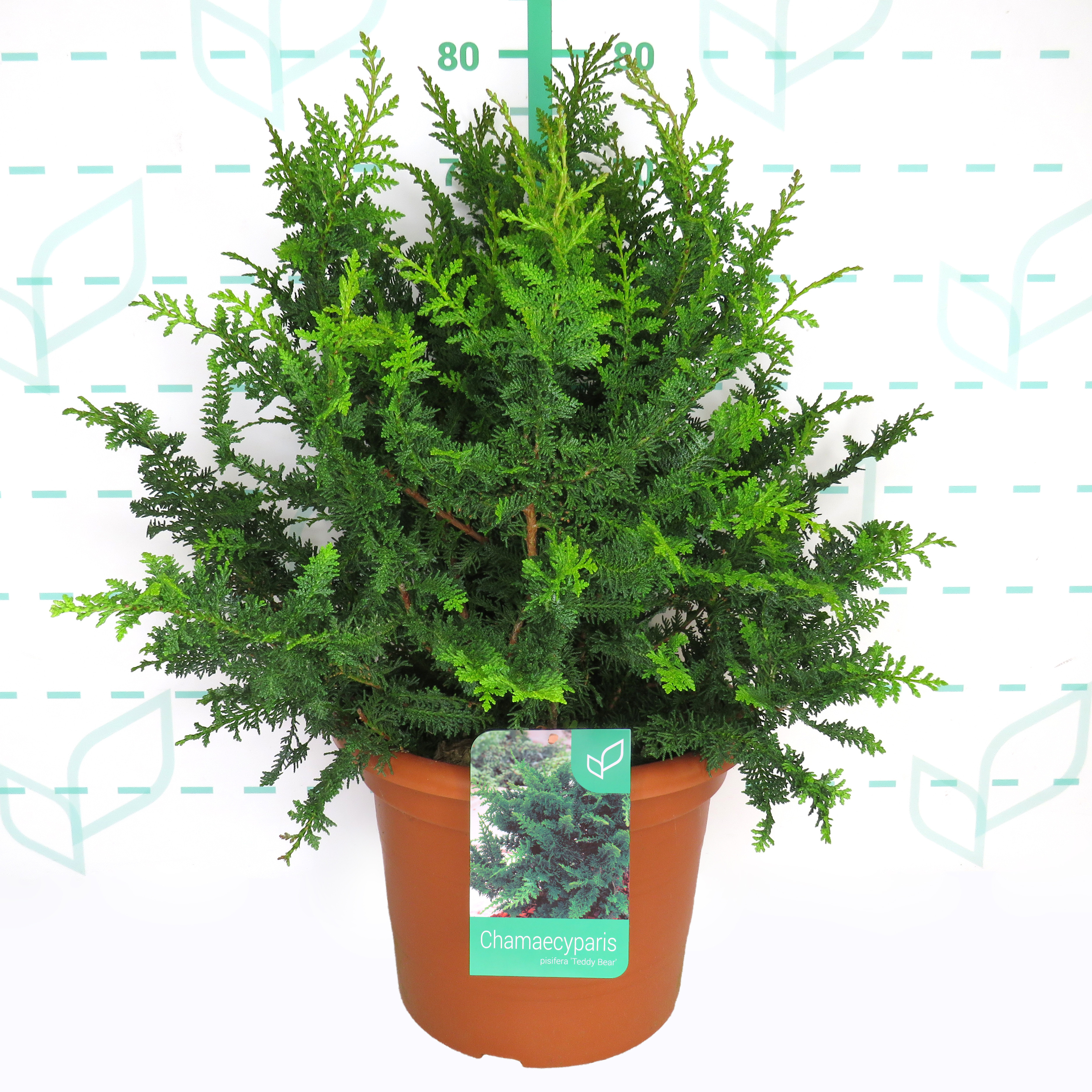 Chamaecyparis pisifera "Teddy Bear" 15L Deco 50/70