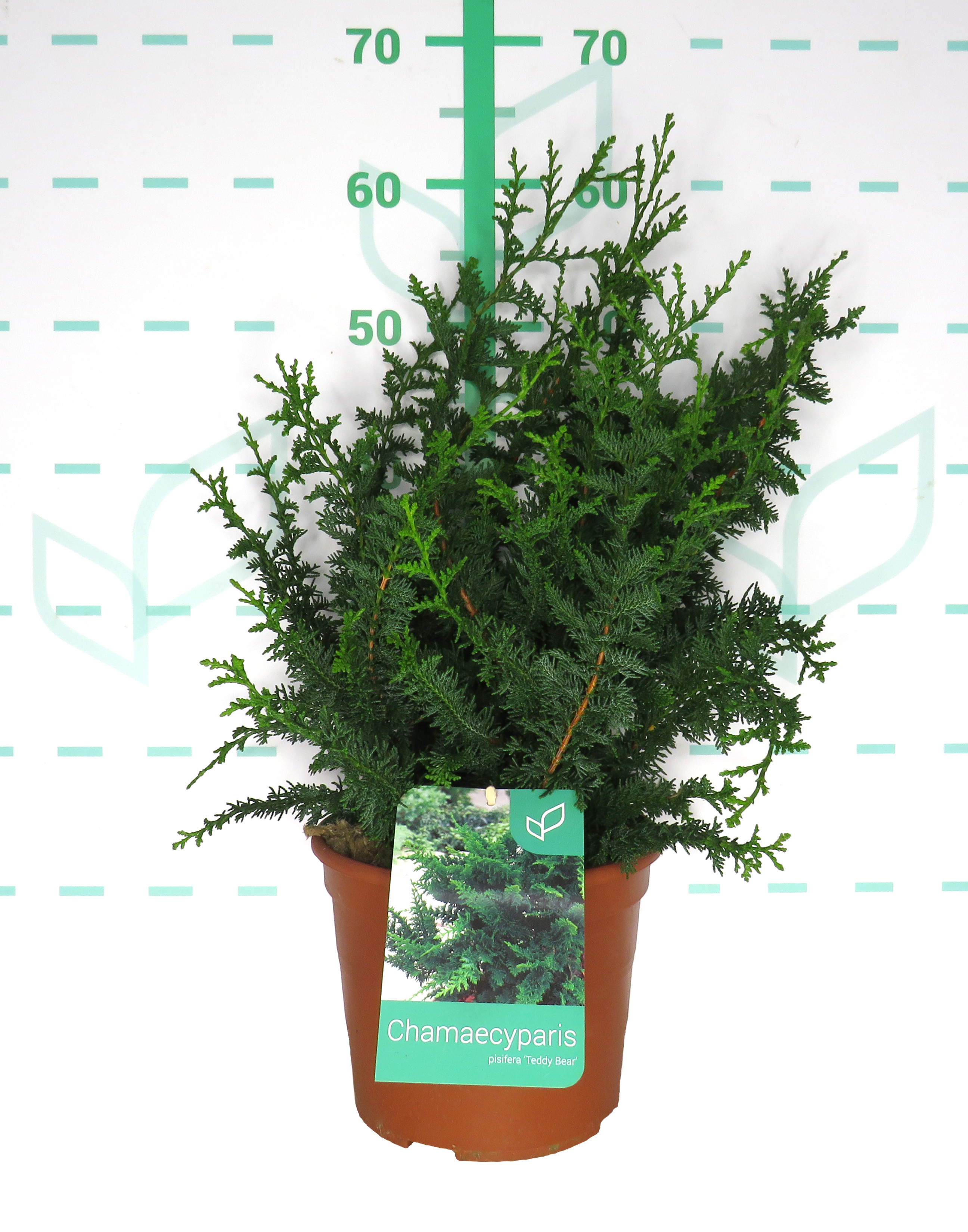 Chamaecyparis pisifera "Teddy Bear" 5L Deco 30/40 DP 25/30