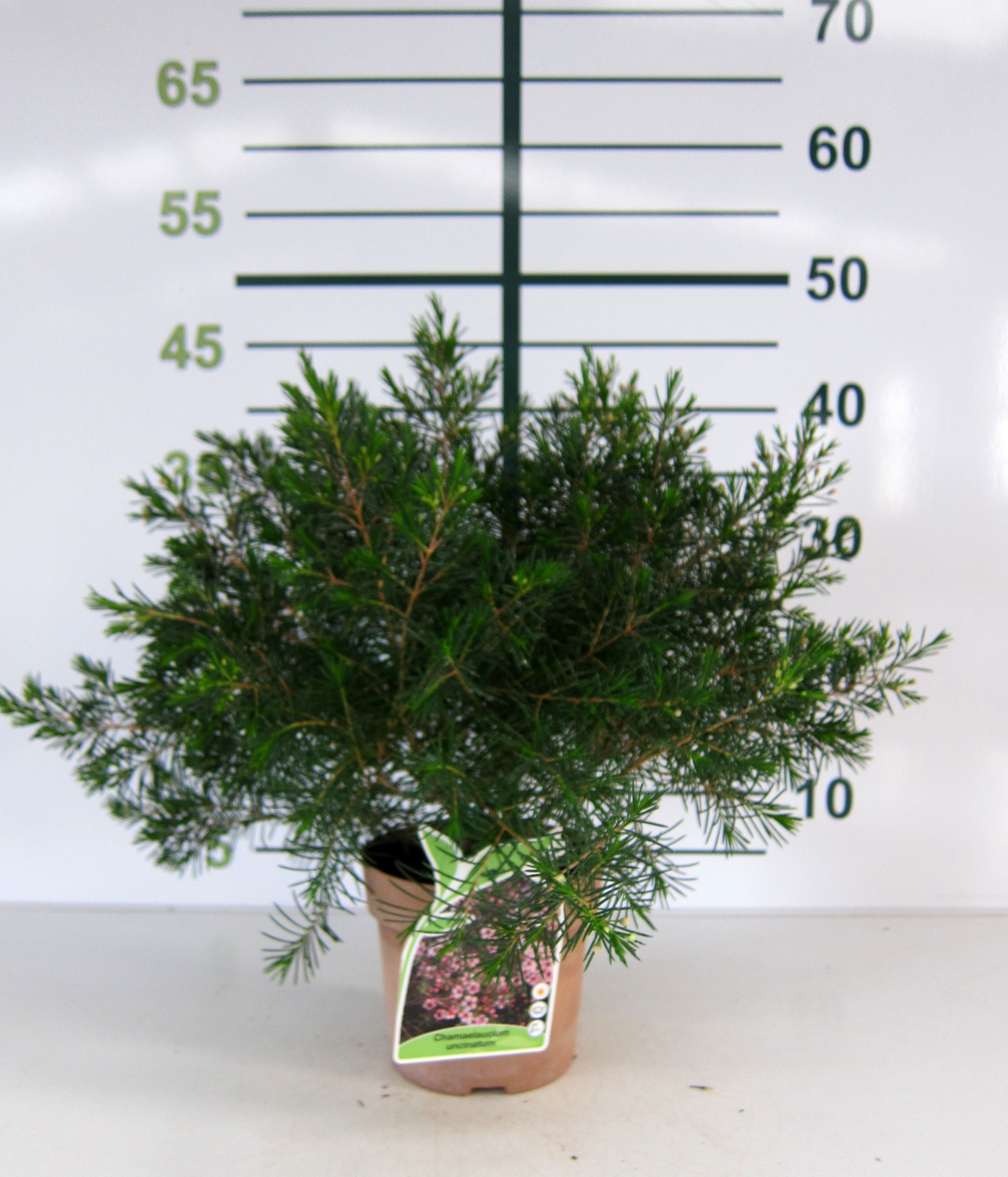Chamaelaucium uncinatum 1.5L