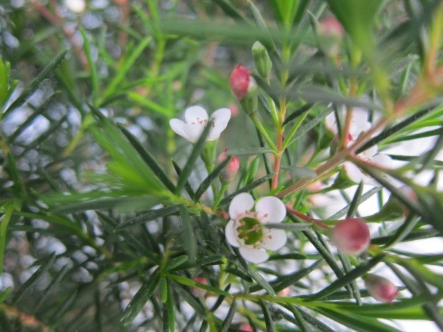 Chamaelaucium uncinatum 1.5L Ht 20 40