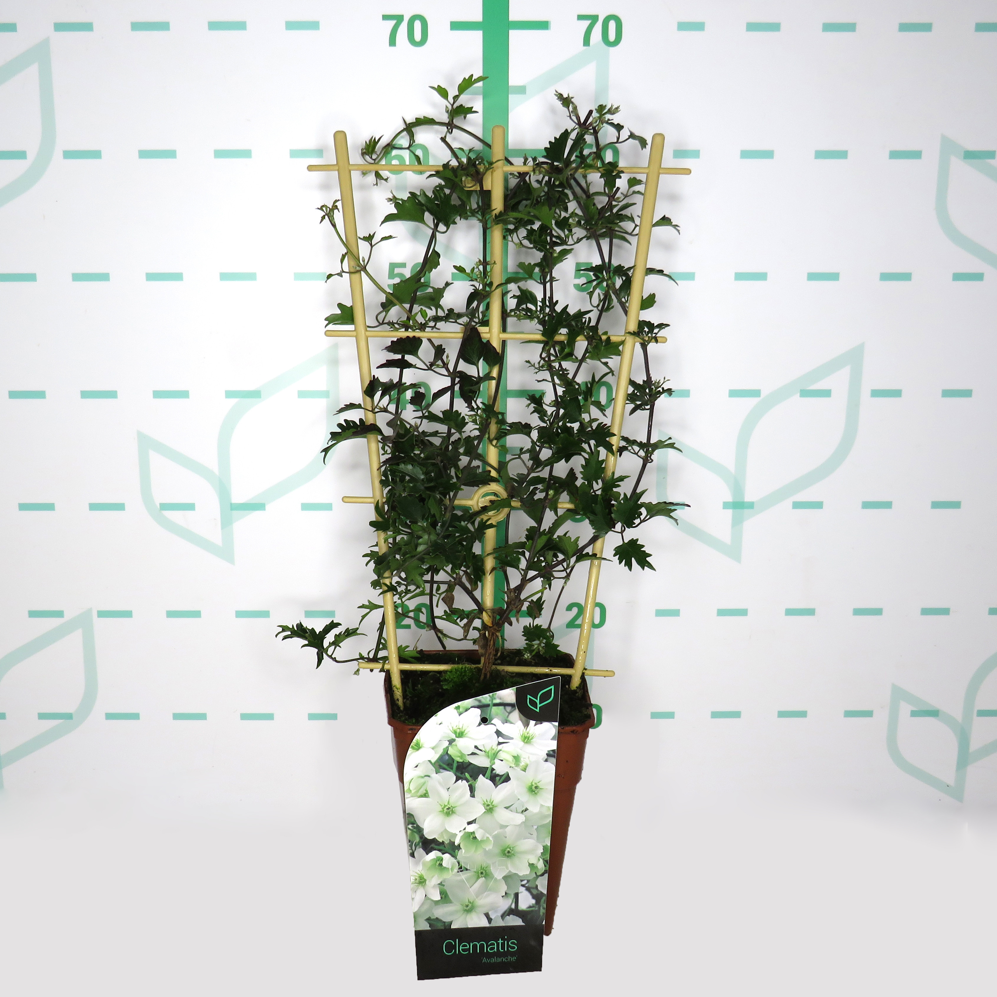 Clematis "Avalanche" 3.5L R/C Espaldera 75