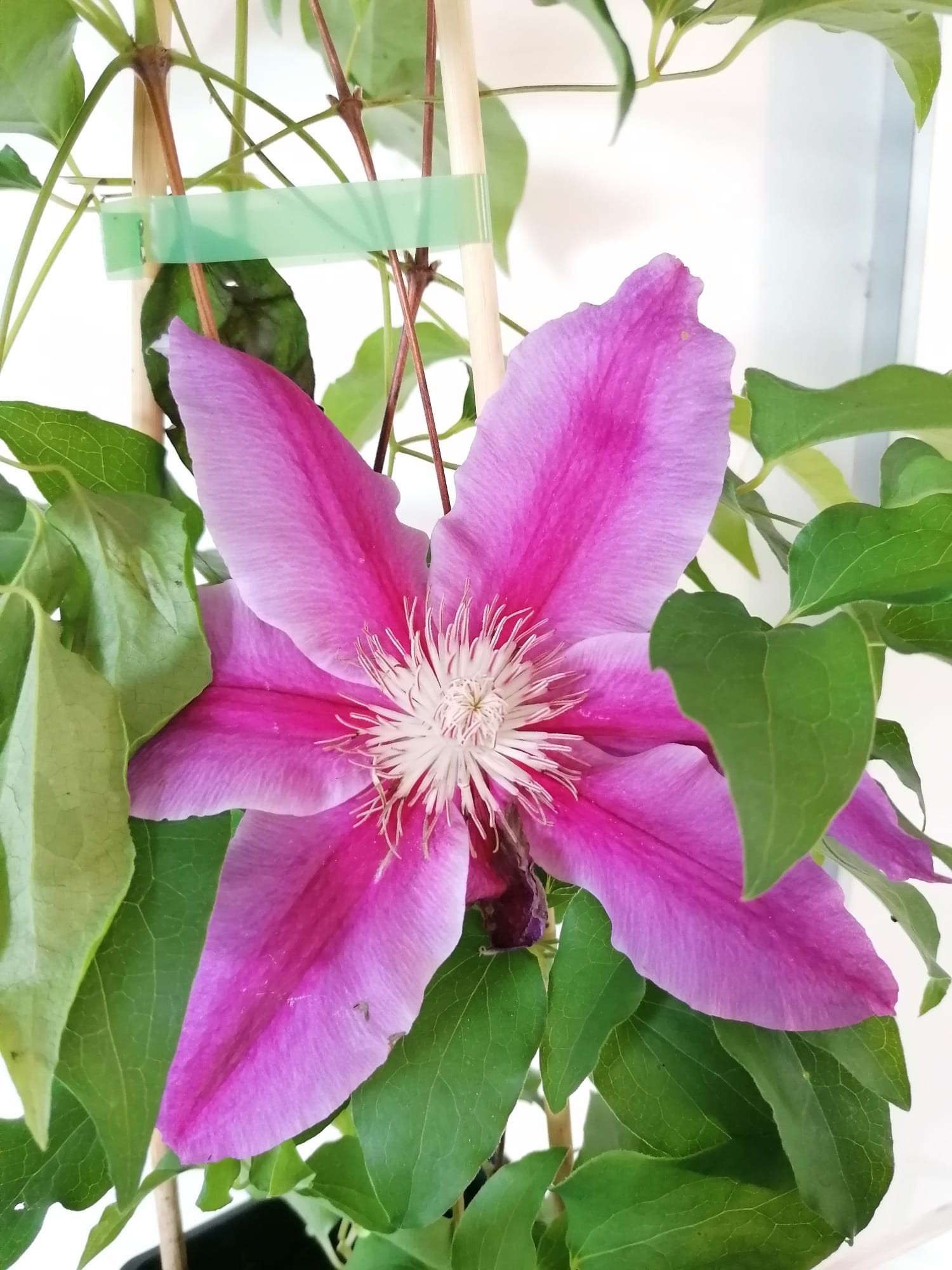 Clematis "Docteur Ruppel" 2L alto 75 2 Tutores 75 cm