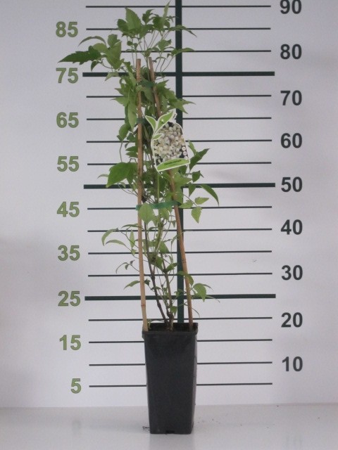 Clematis montana "Grandiflora" 2L Alto 2 Tutor 75