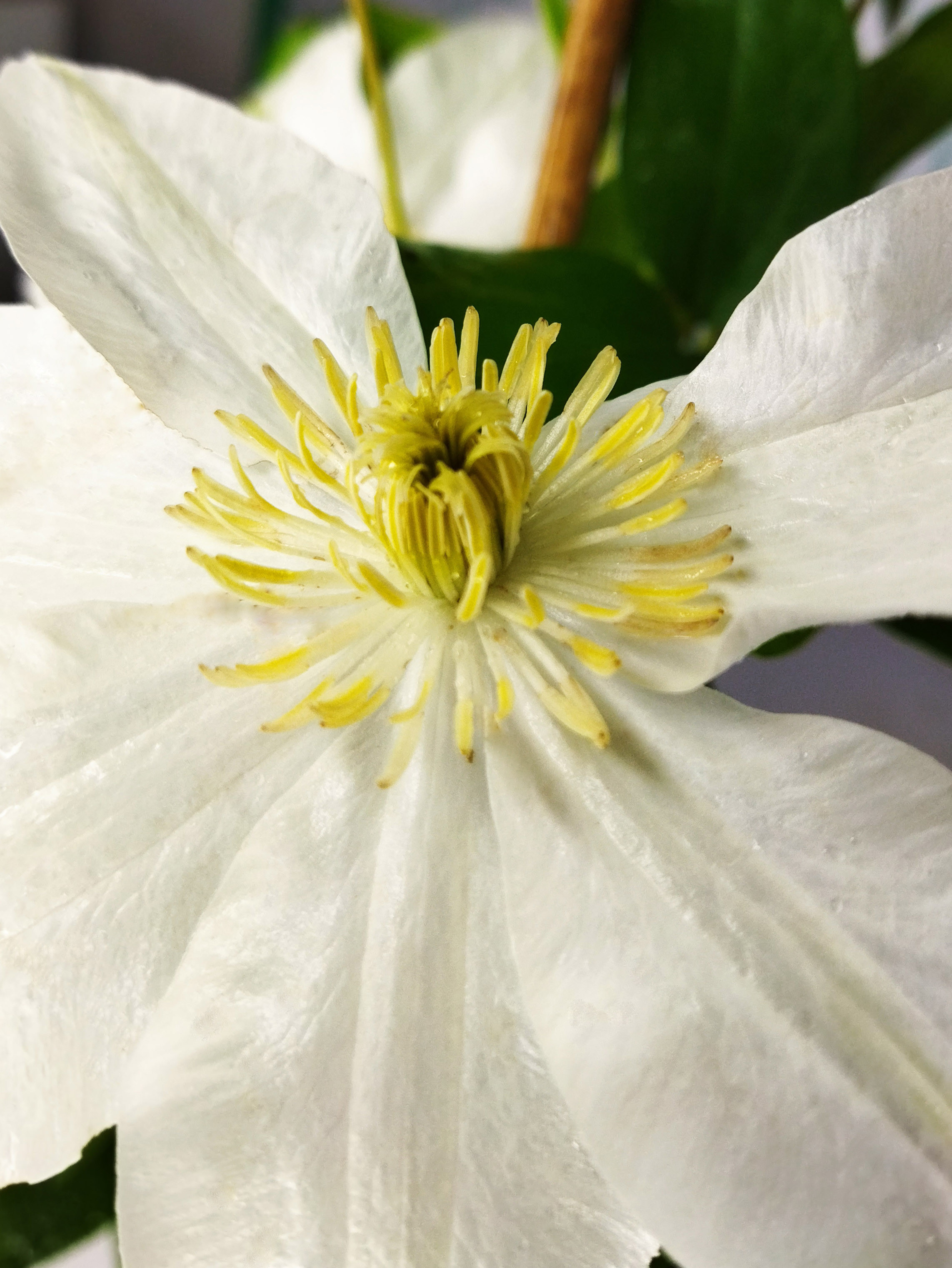 SURTIDO CLEMATIS 2L Alto 2 Tutores 75