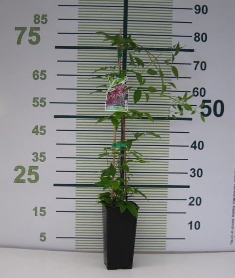 Clematis "Nelly Moser" 2L Alto 2 tutores 75