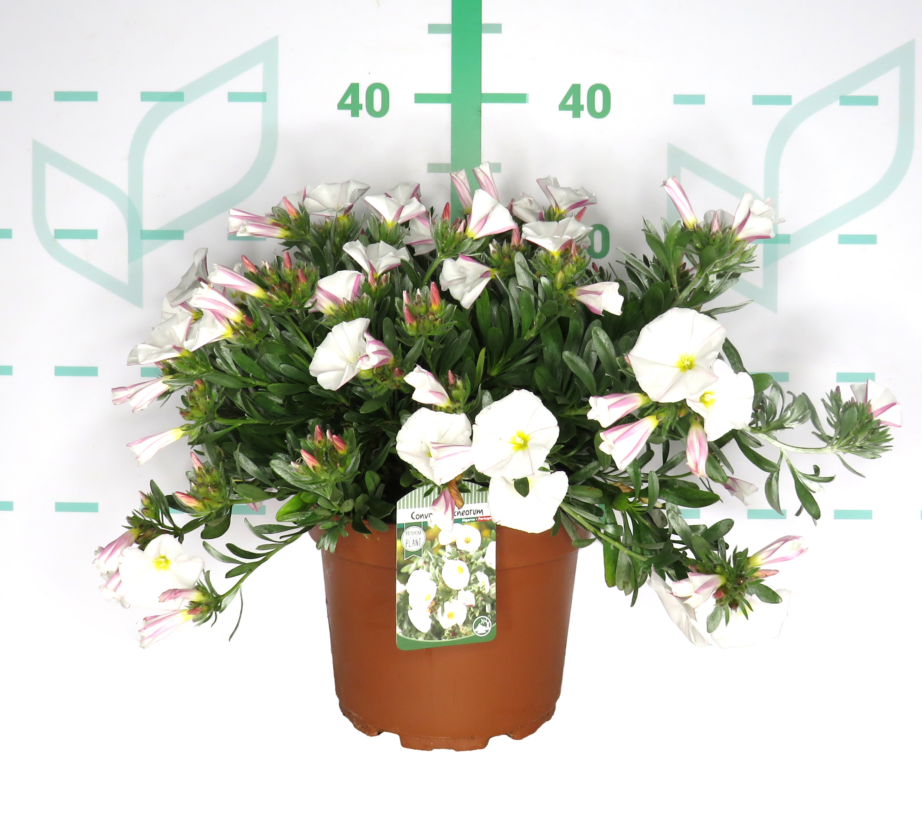 Convolvulus cneorum 3L 20/25