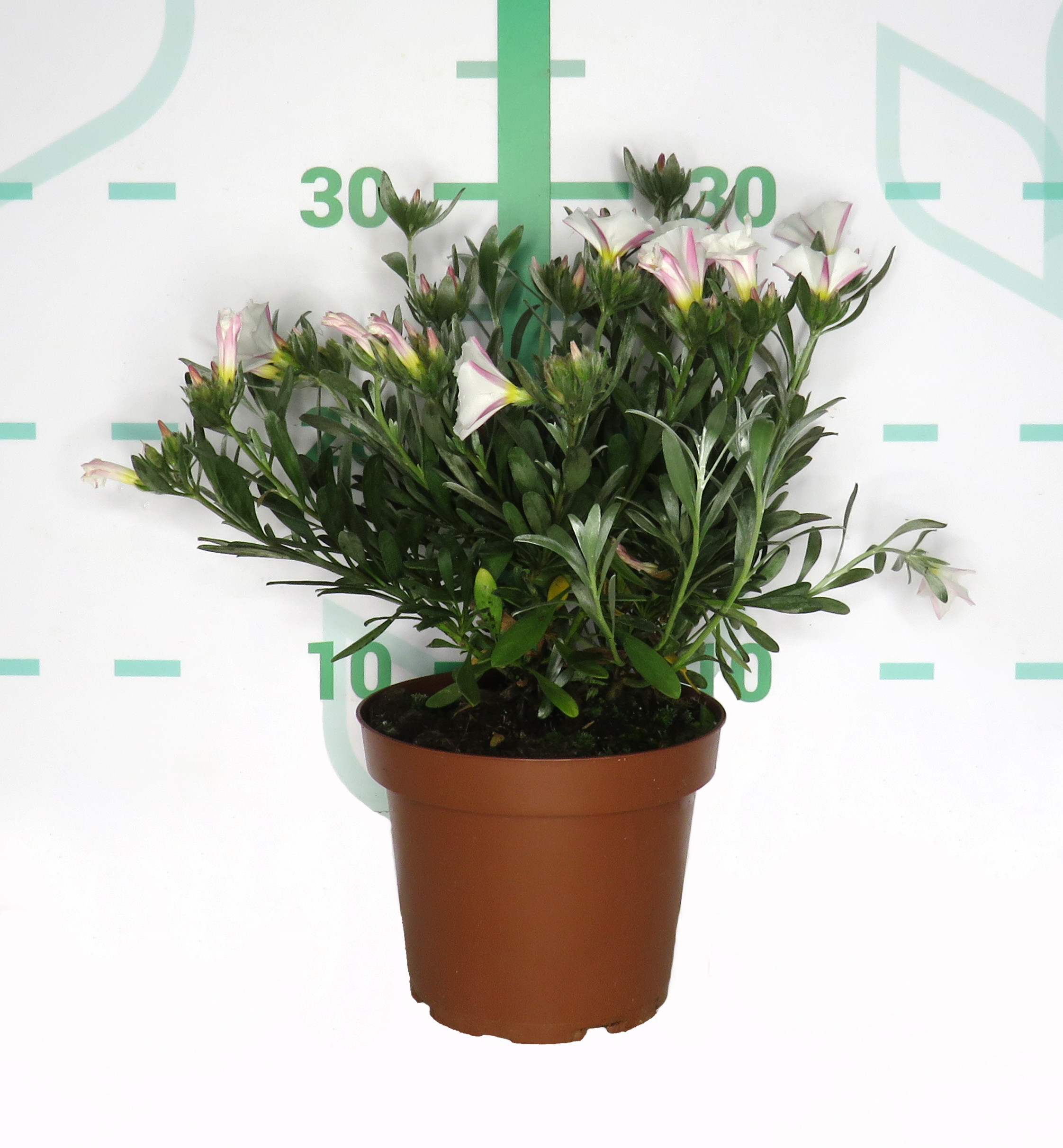 Convolvulus cneorum M14 10/15