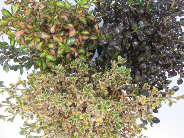 Coprosma "Pacific Night" 10L 20/30