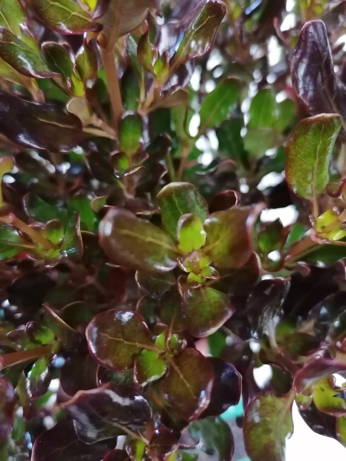 Coprosma "Chocolate Soldier" 2L 20/25