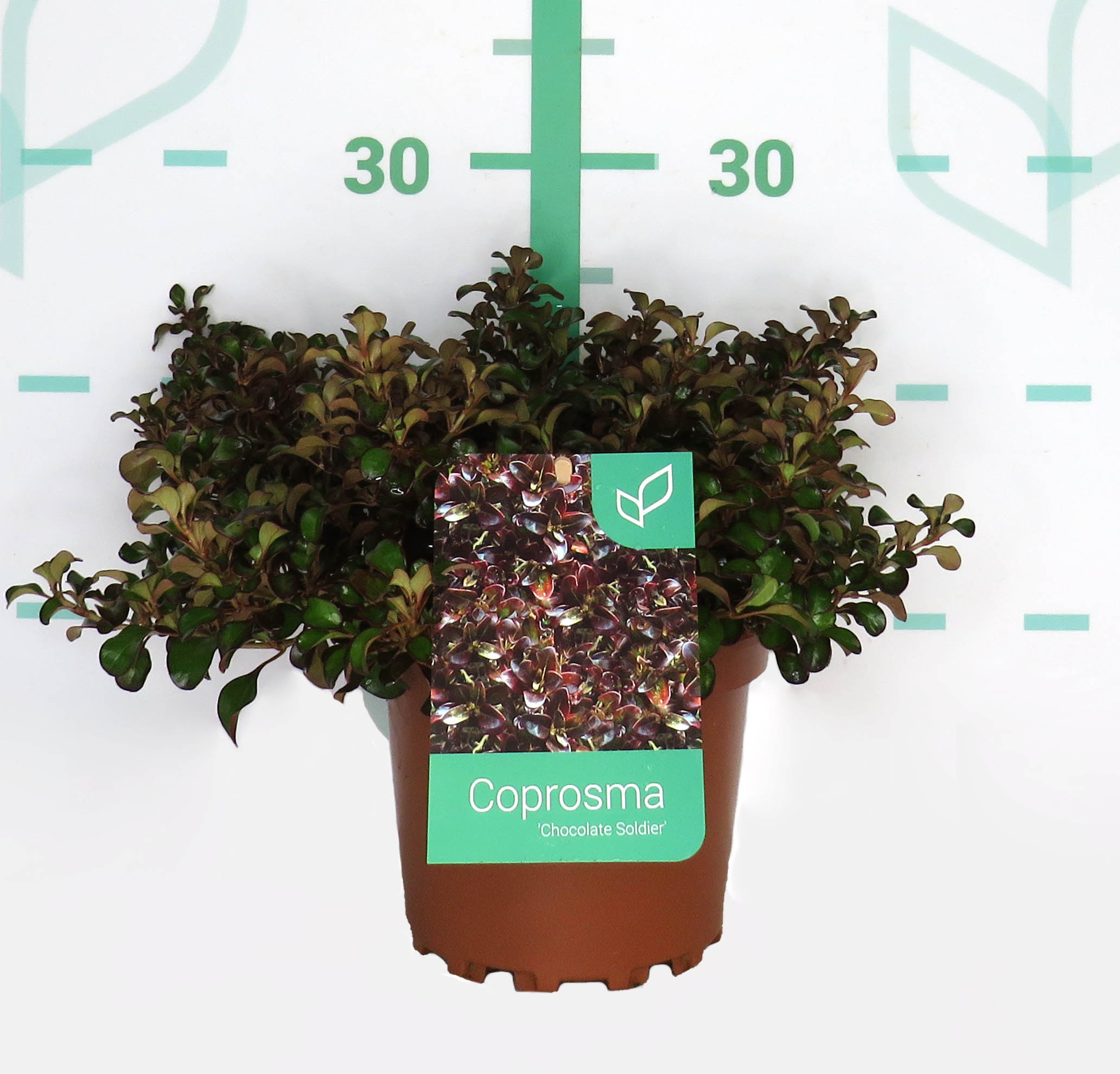 Coprosma "Chocolate Soldier" 2L 15/20