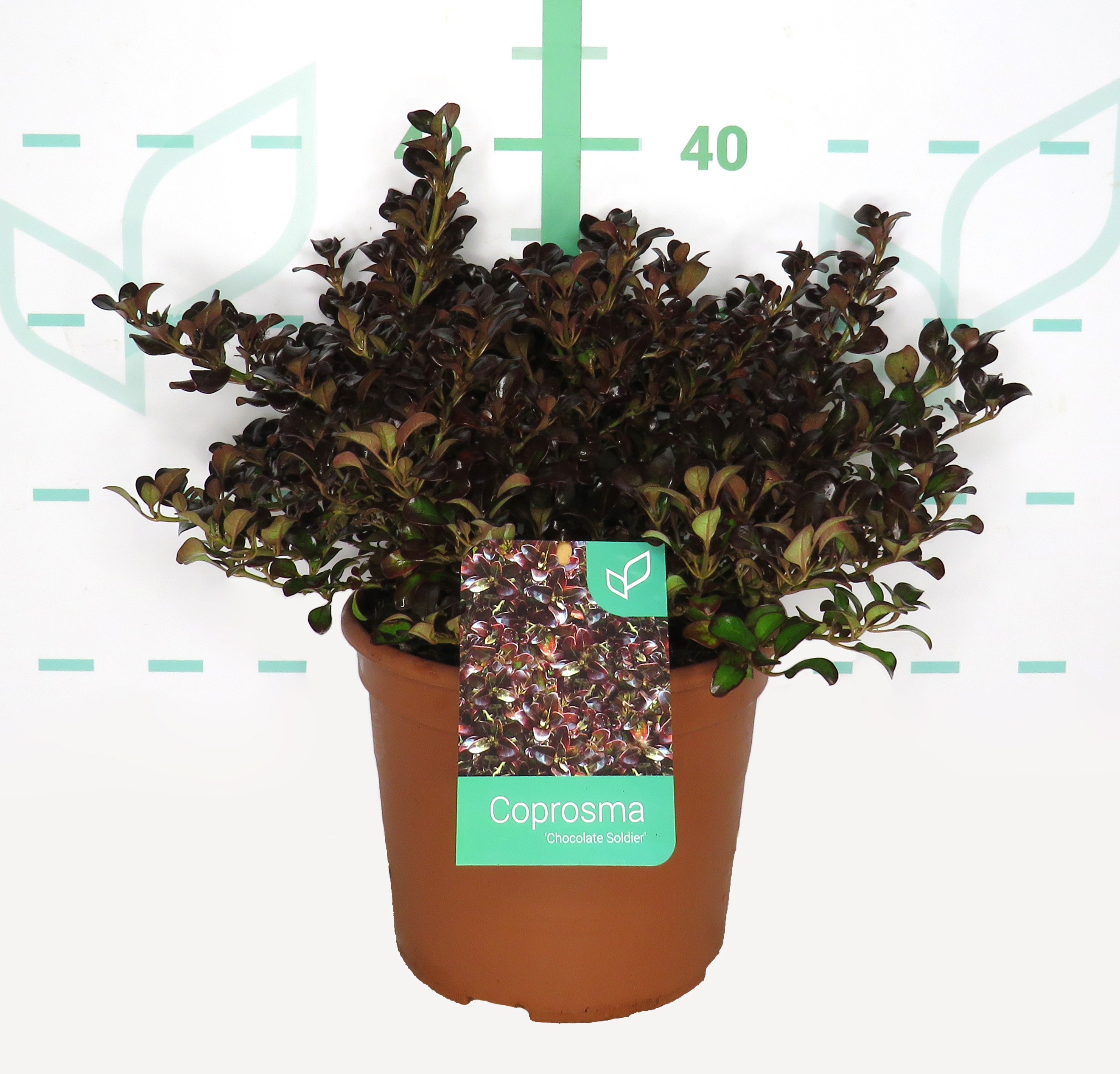 Coprosma "Chocolate Soldier" 5L Deco 15/20