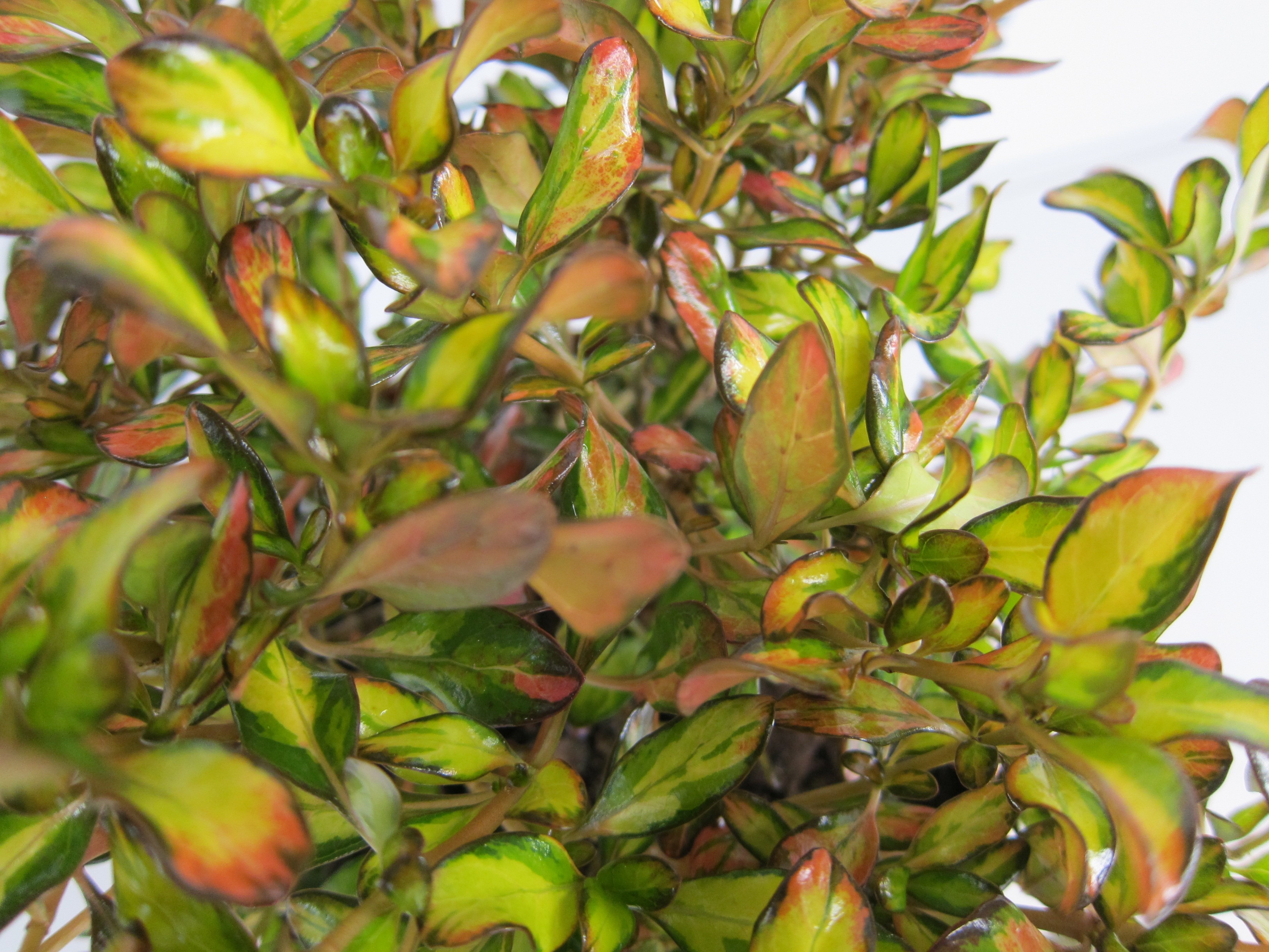 Coprosma "Evening Glow" ® 2L