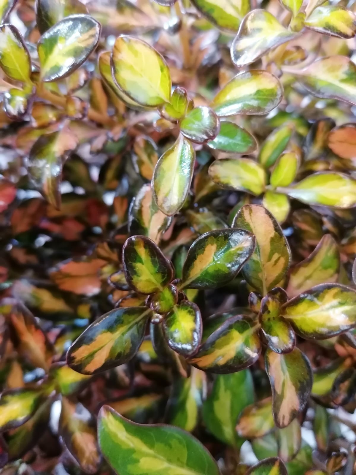 Coprosma "Evening Glow" 5L Deco 15/20