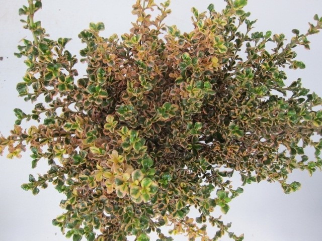 Coprosma "Inferno" ® 2L