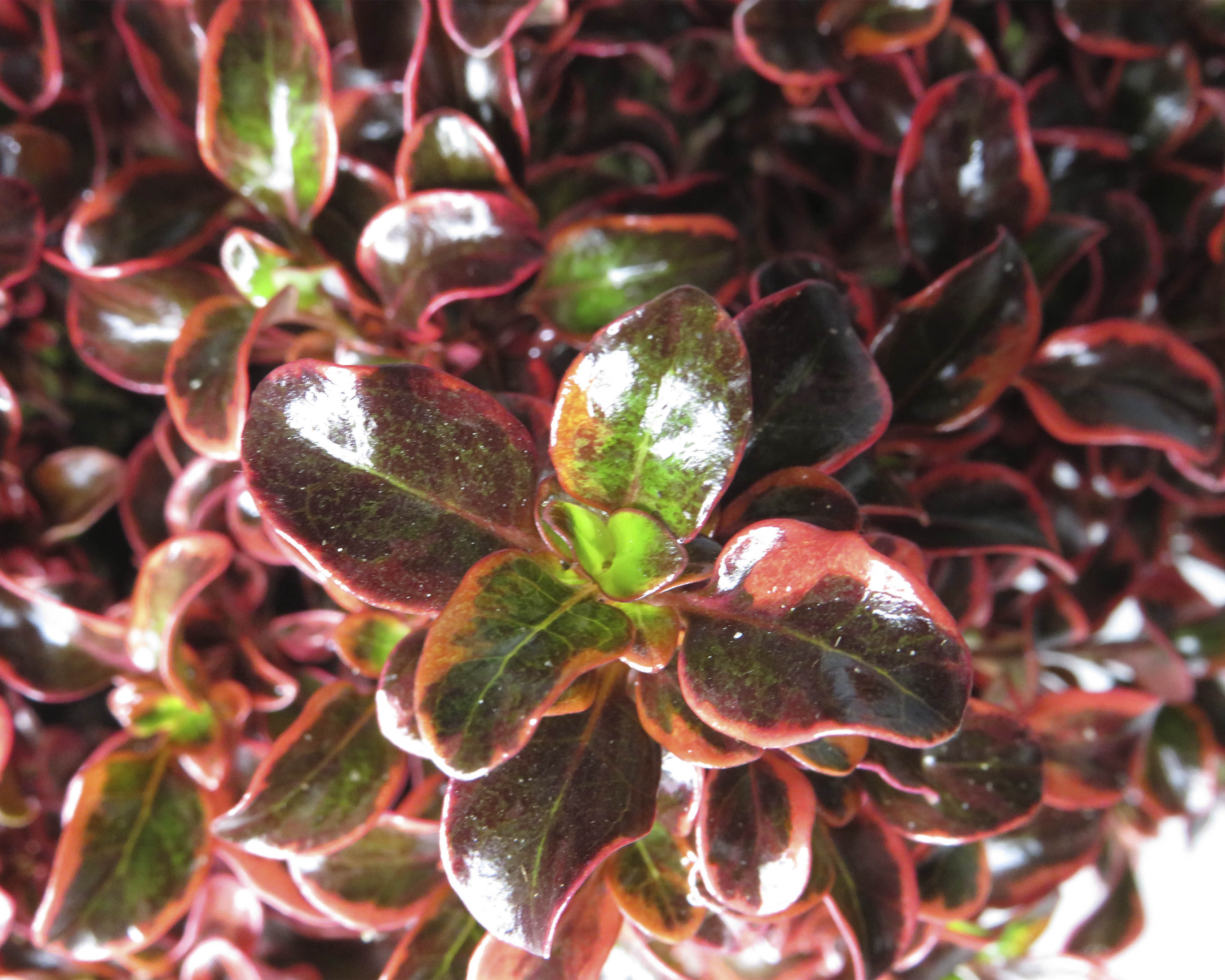 Coprosma "Inferno" ® 10L 20/25