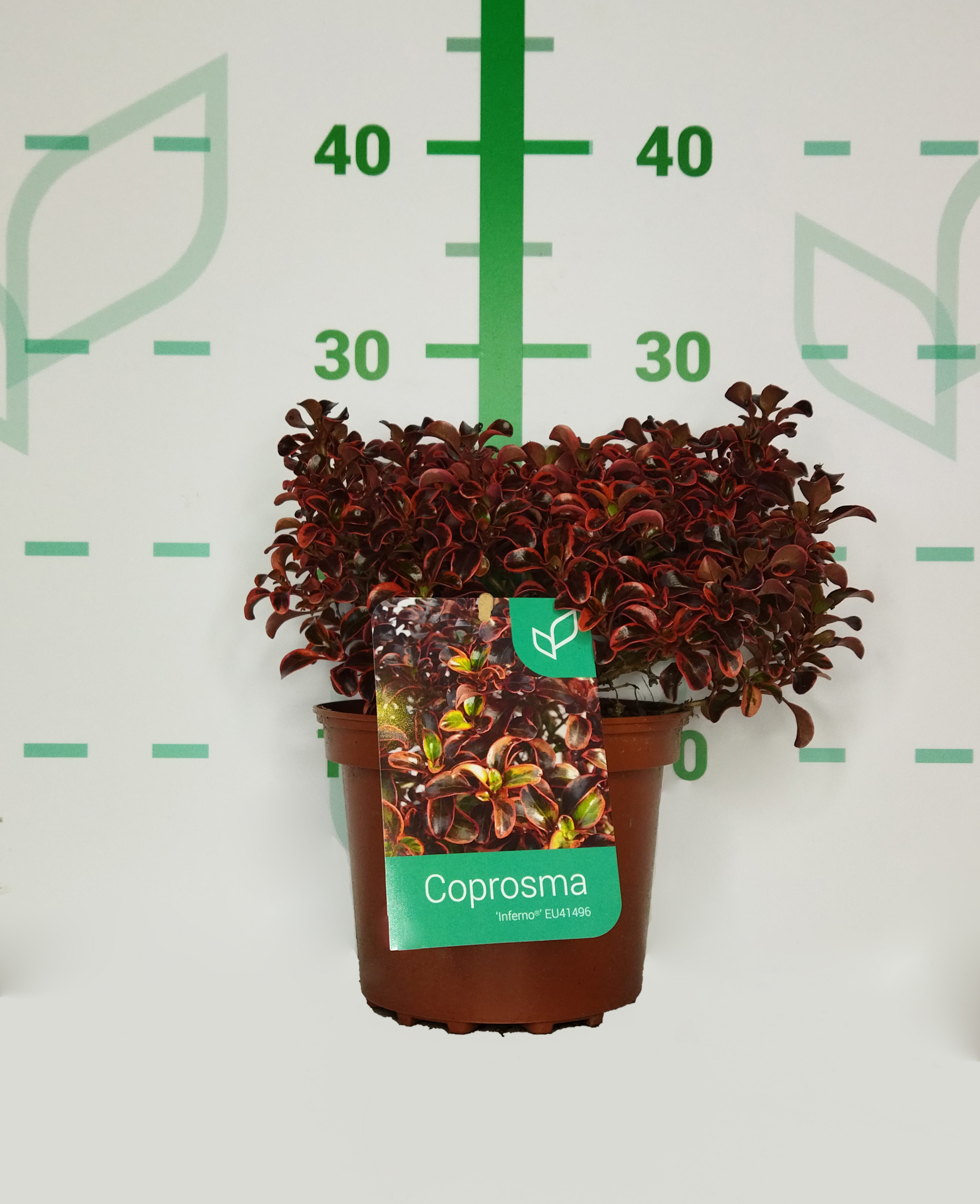 Coprosma "Inferno" ® 2L 15/20