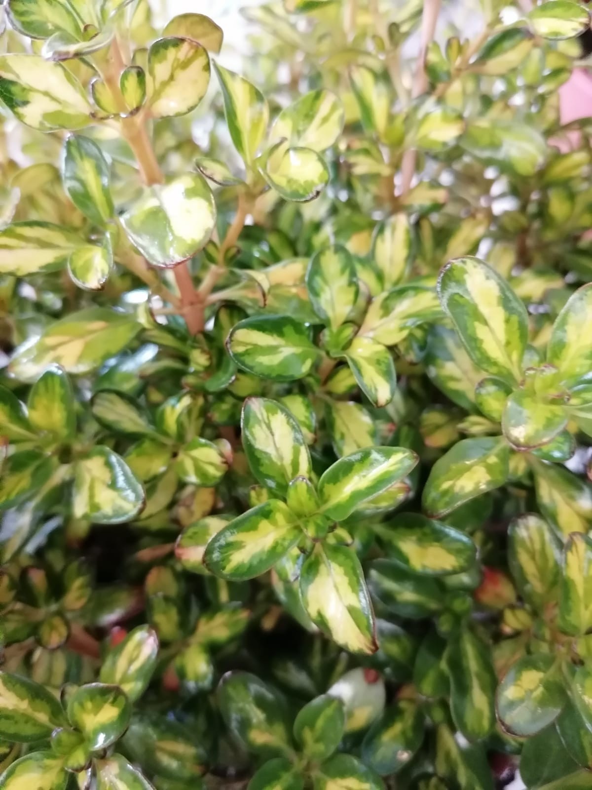Coprosma "Lemon and Lime" ® 10L 20/25