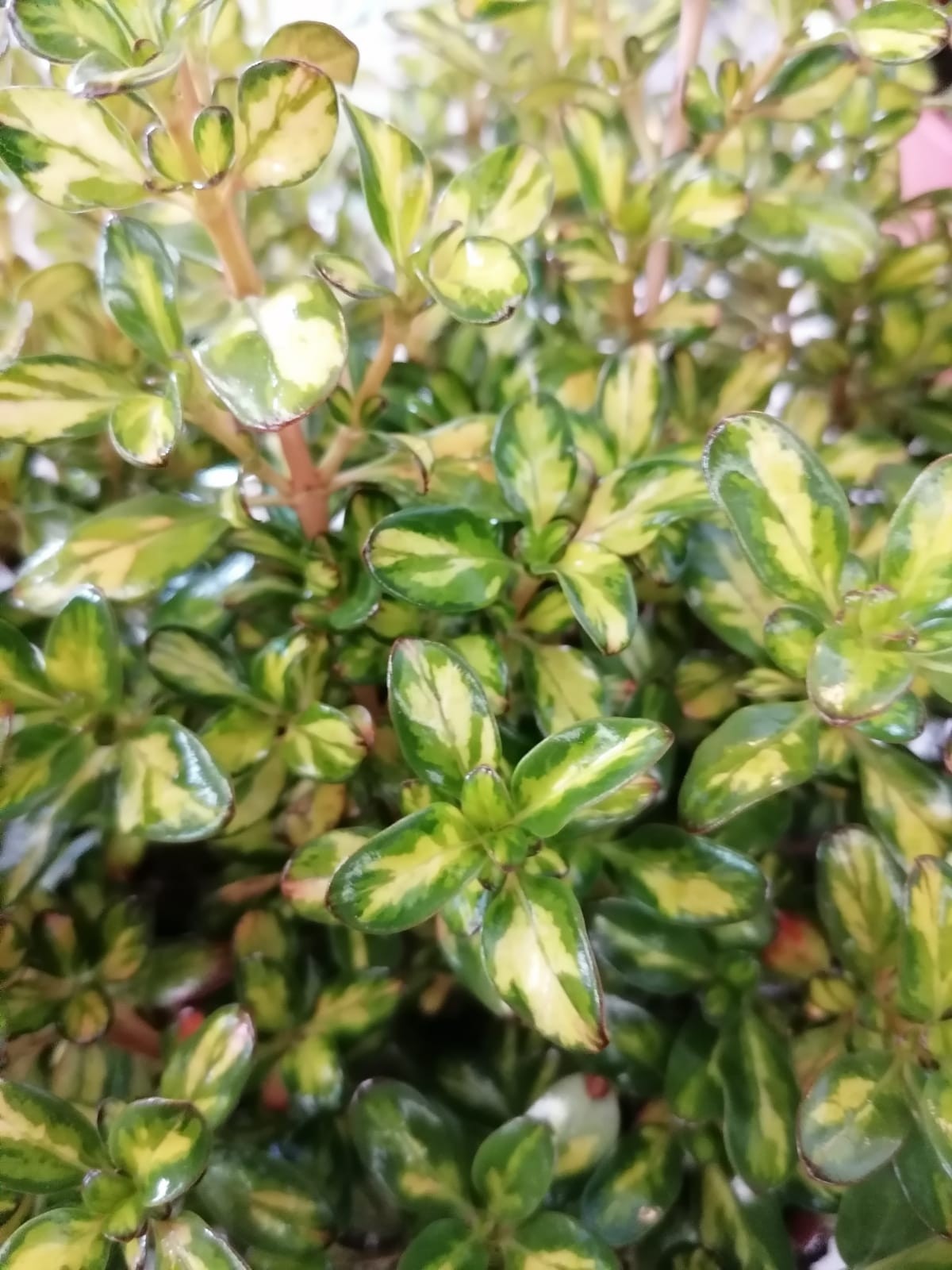 Coprosma "Lemon and Lime" ® 10L 20/25