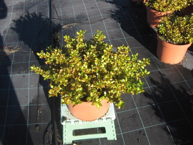 Coprosma "Lemon and Lime" ® 1.5L