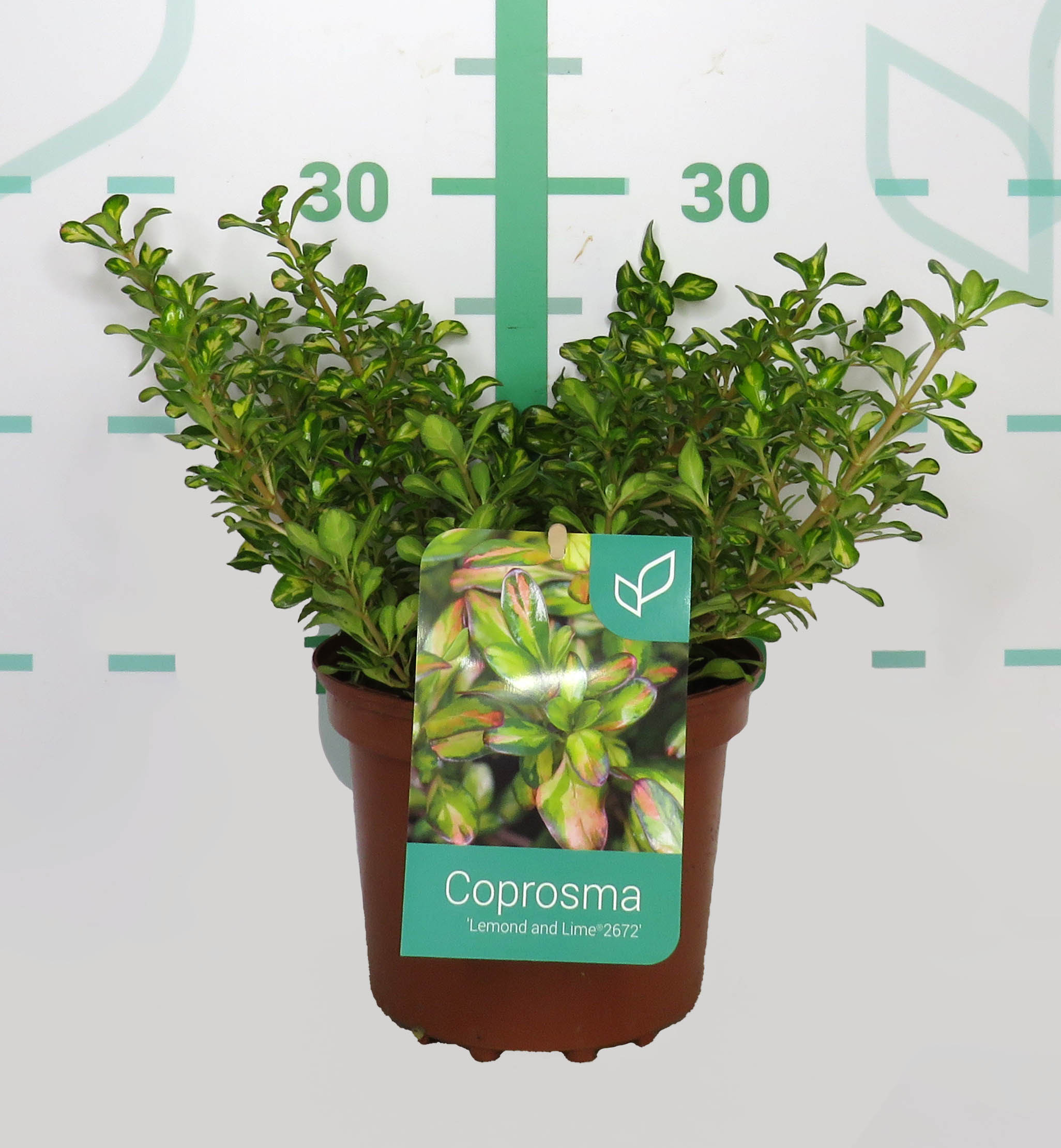 Coprosma "Lemon and Lime" 2L 15/20