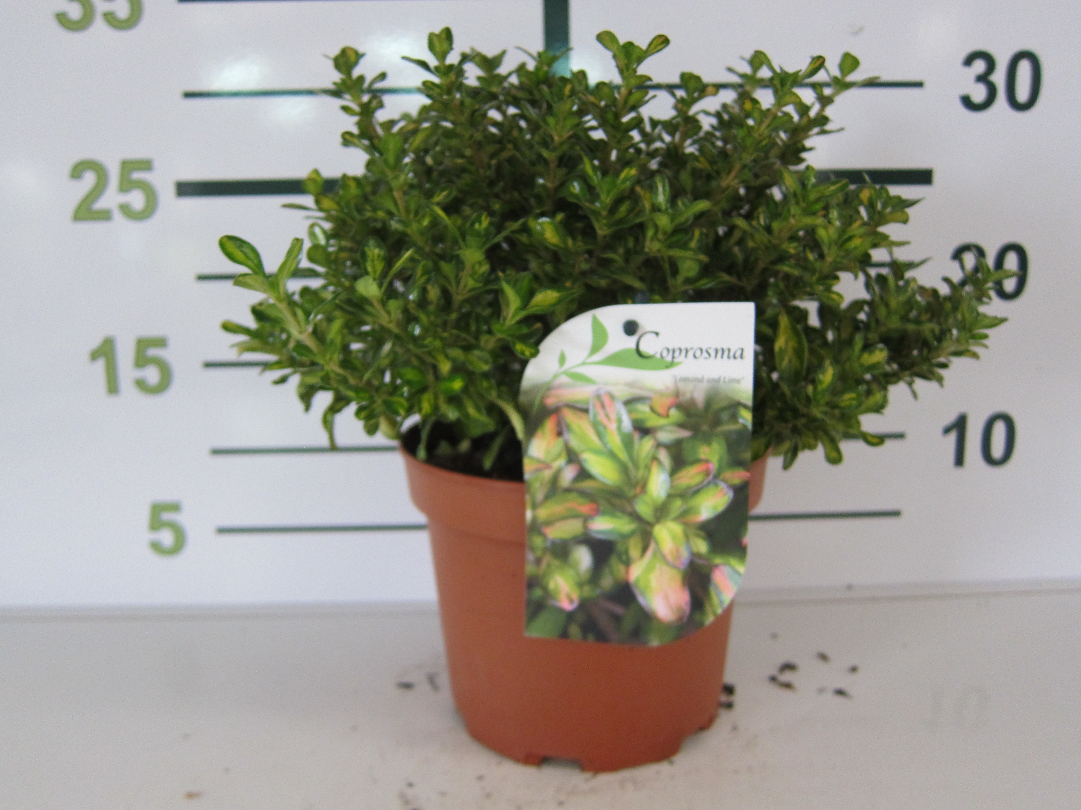 Coprosma "Lemon and Lime" 2L 15/20