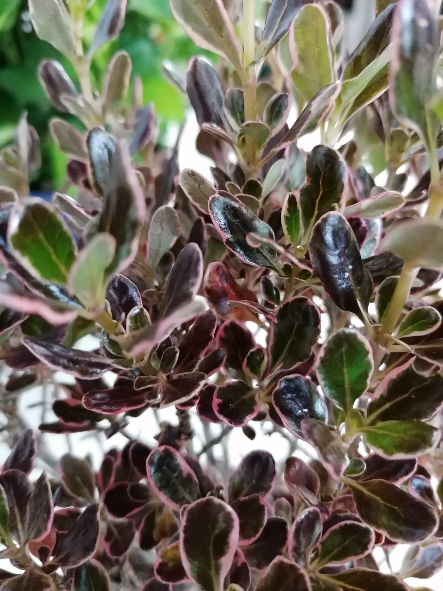 Coprosma "Pacific Dawn" 2L 10/15