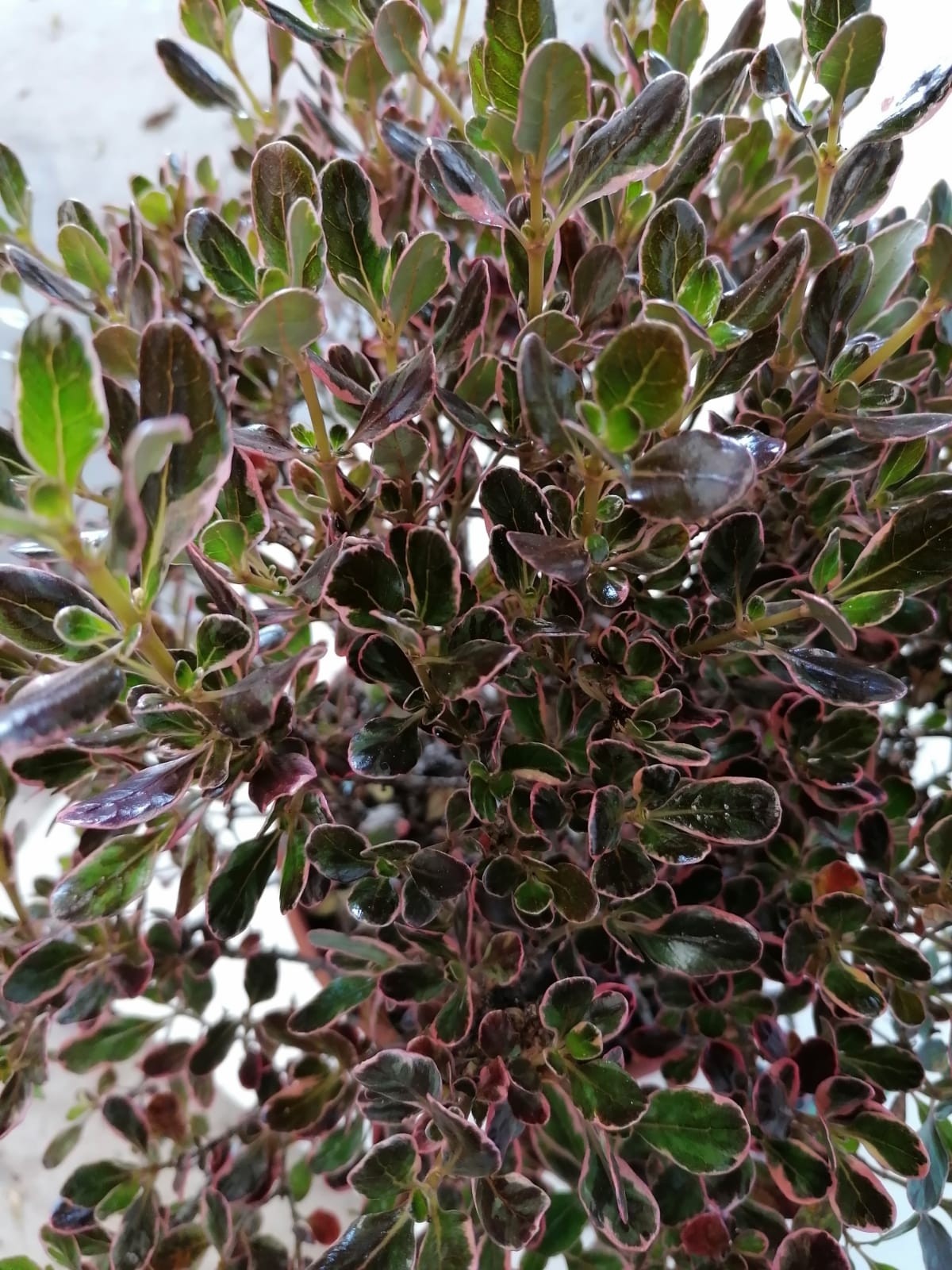 Coprosma "Pacific Dawn" 5L Deco 20/25