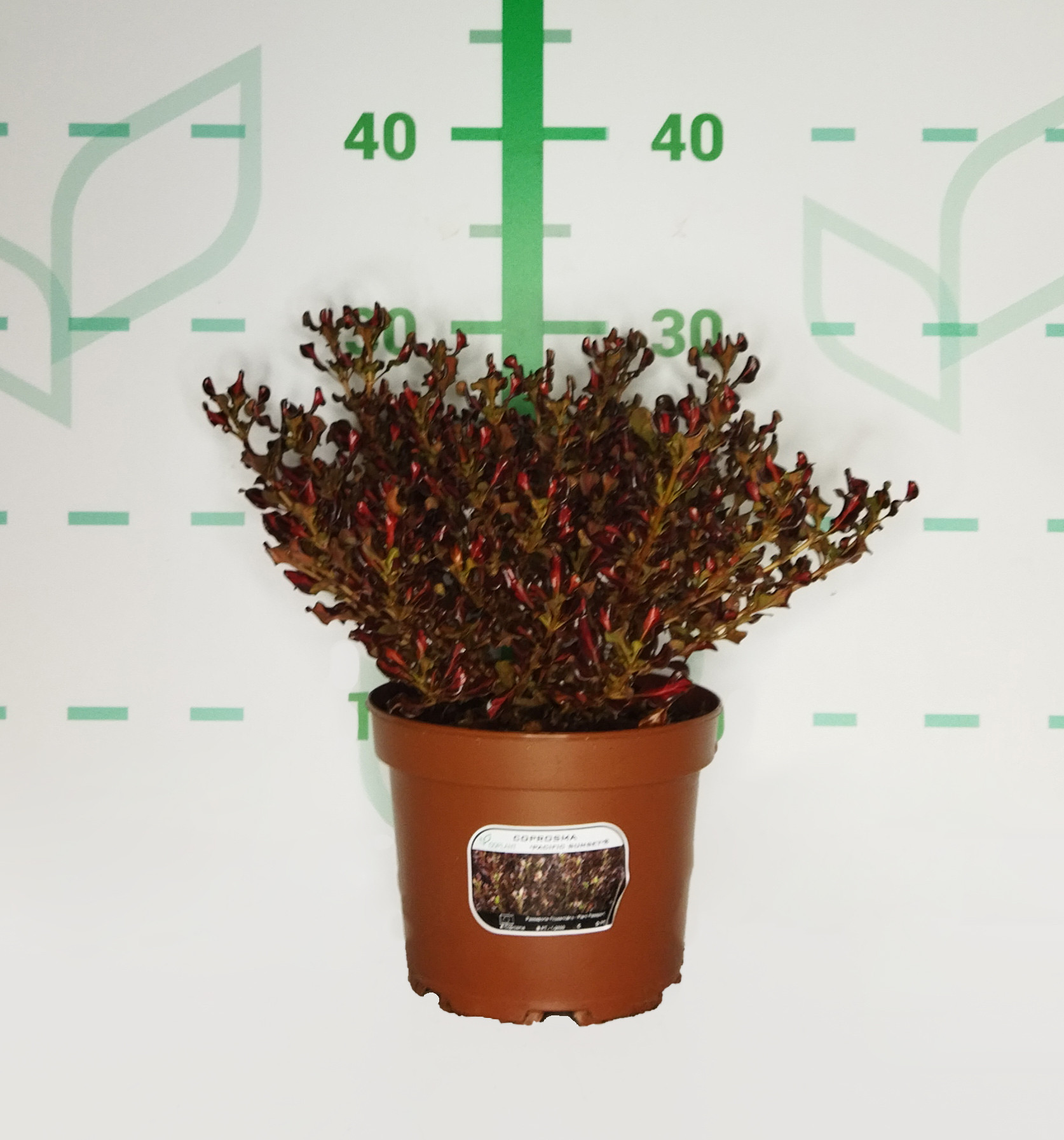 Coprosma "Pacific Sunset" ® 2L